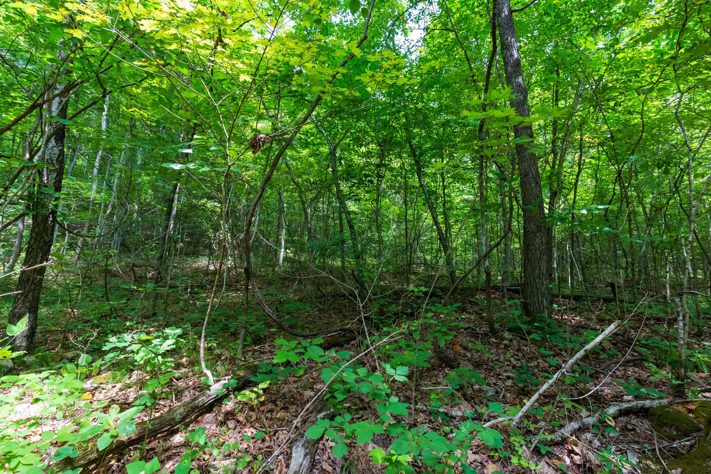 Cypress Ridge Tract 6 photo 7