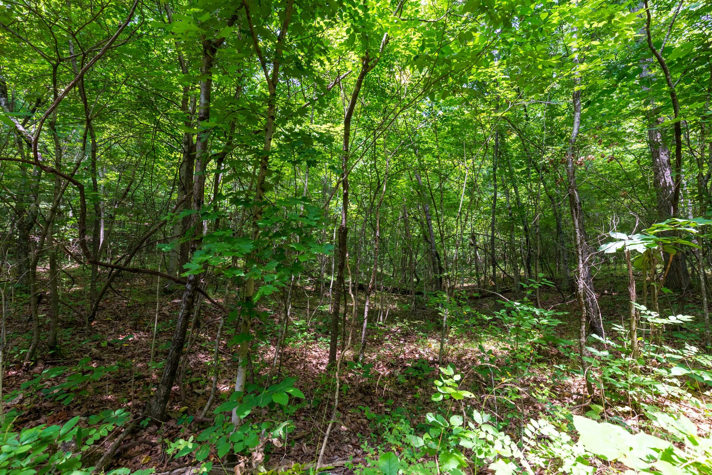 Cypress Ridge Tract 6 photo 8
