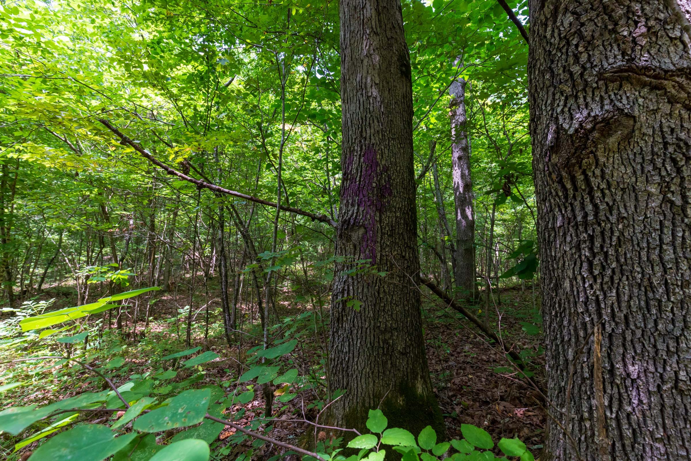 Cypress Ridge Tract 6 photo 9