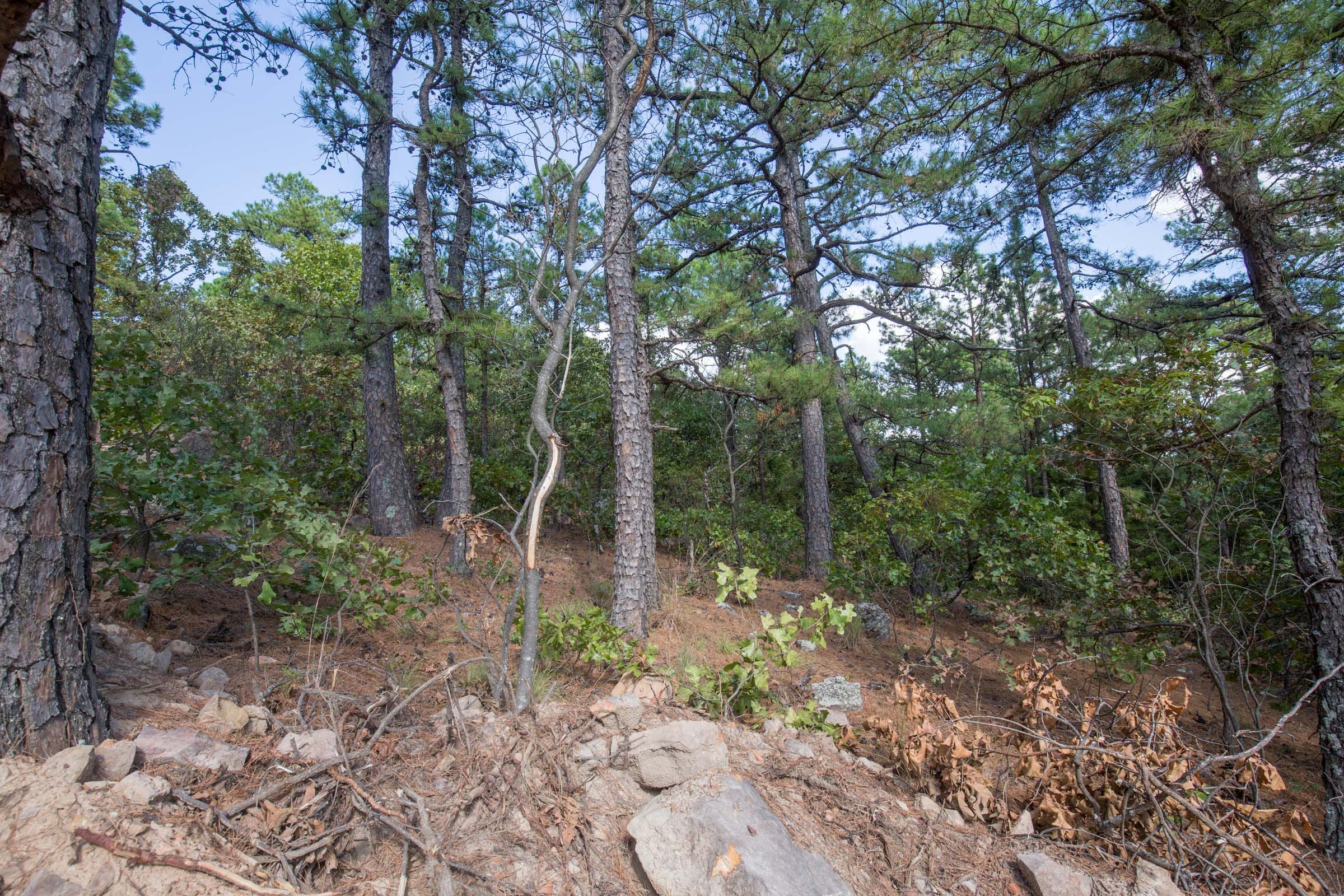 Stone Bridge Phase I Tract 59 photo 7