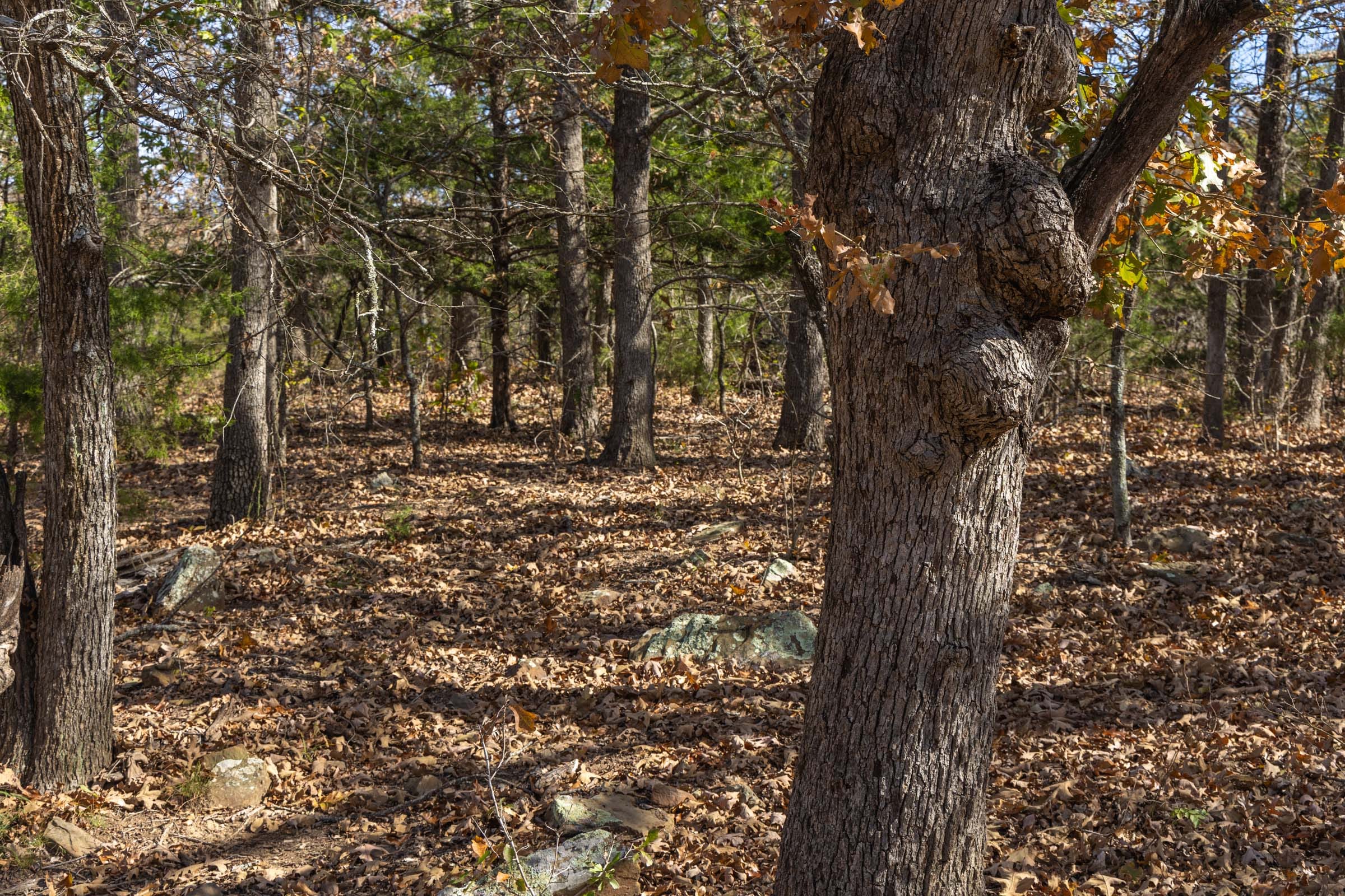 Harmony Hills Tract 49 photo 4