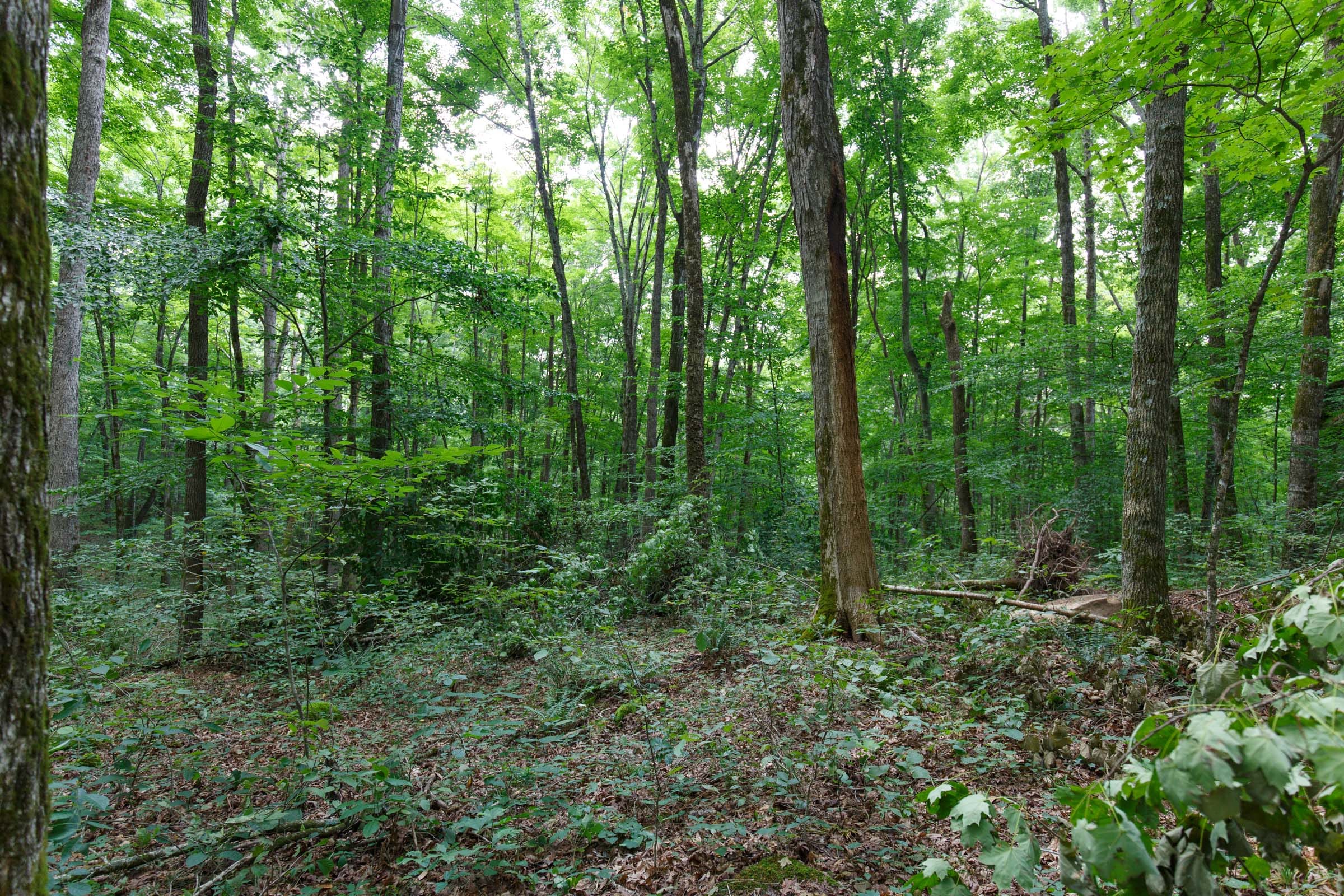 Rolling Hills Tract 11 photo 5