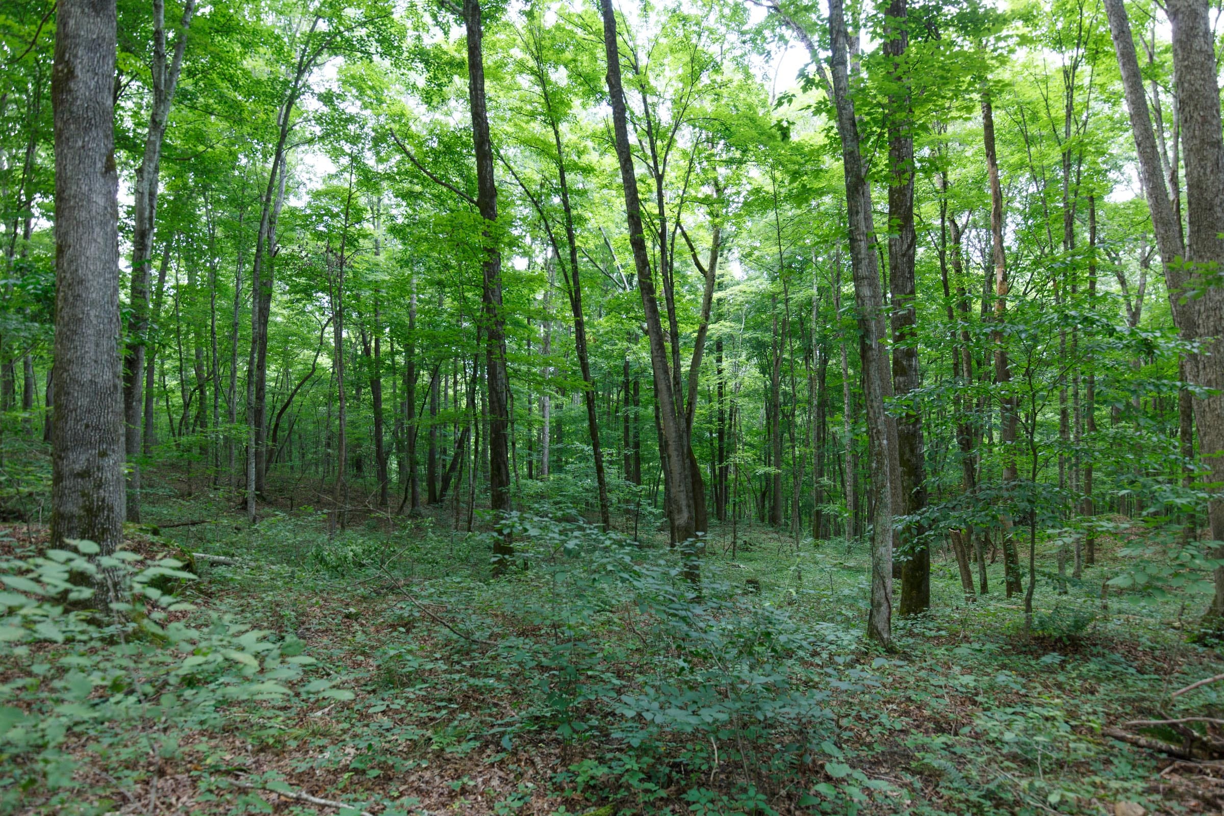 Rolling Hills Tract 11 photo 9