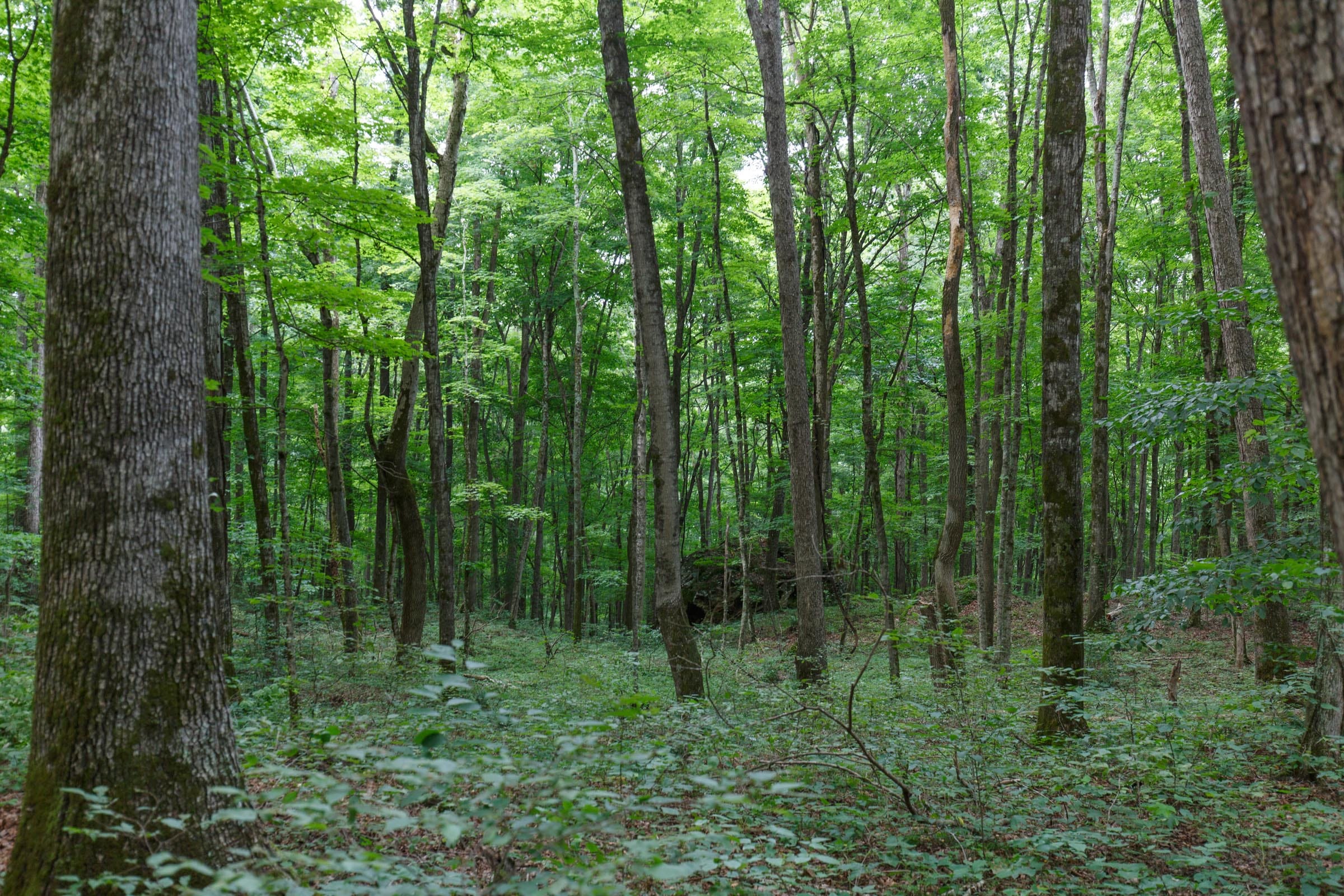Rolling Hills Tract 11 photo 7