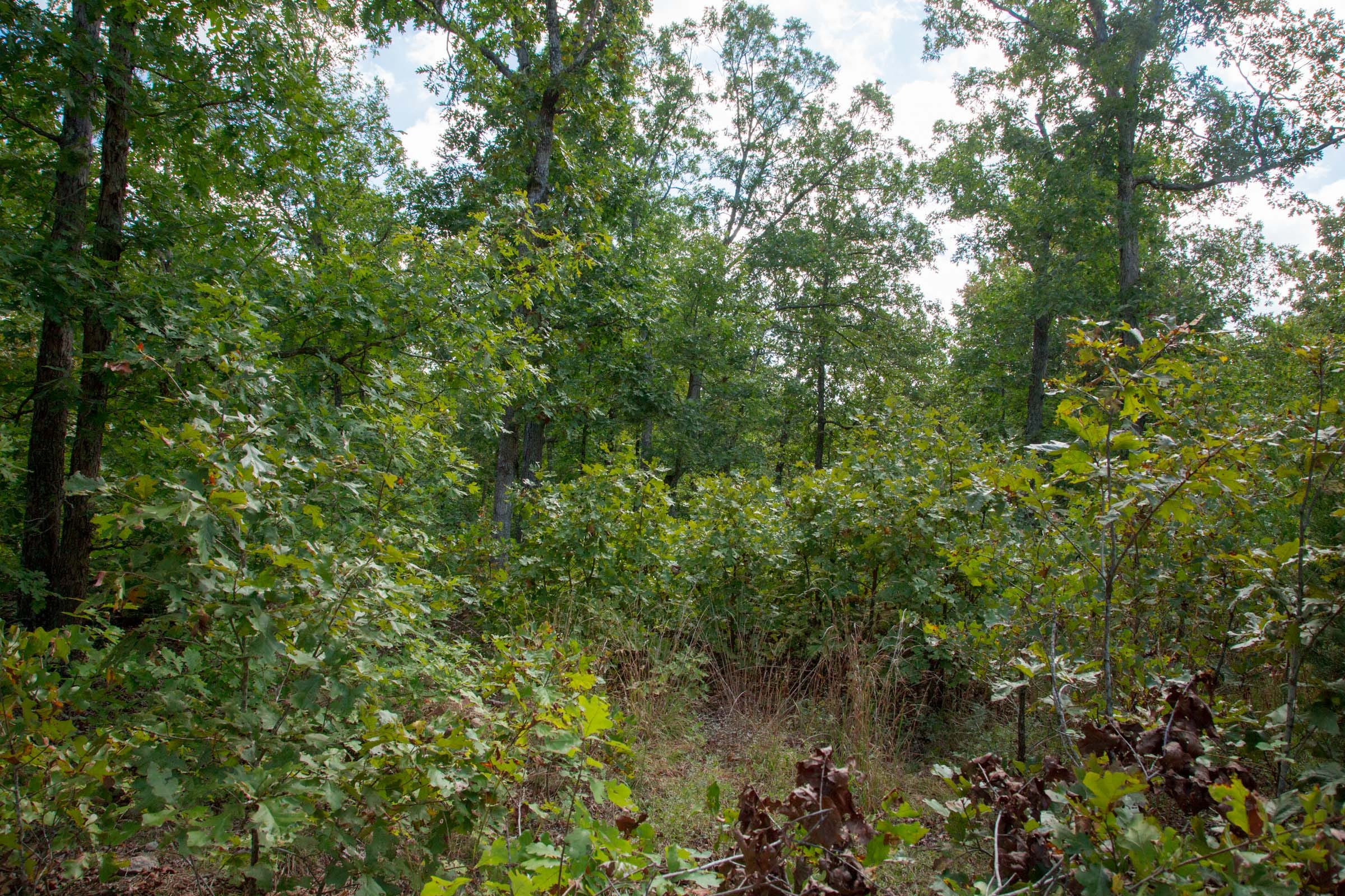 Wagon Wheel Ranch Tract 32 photo 6