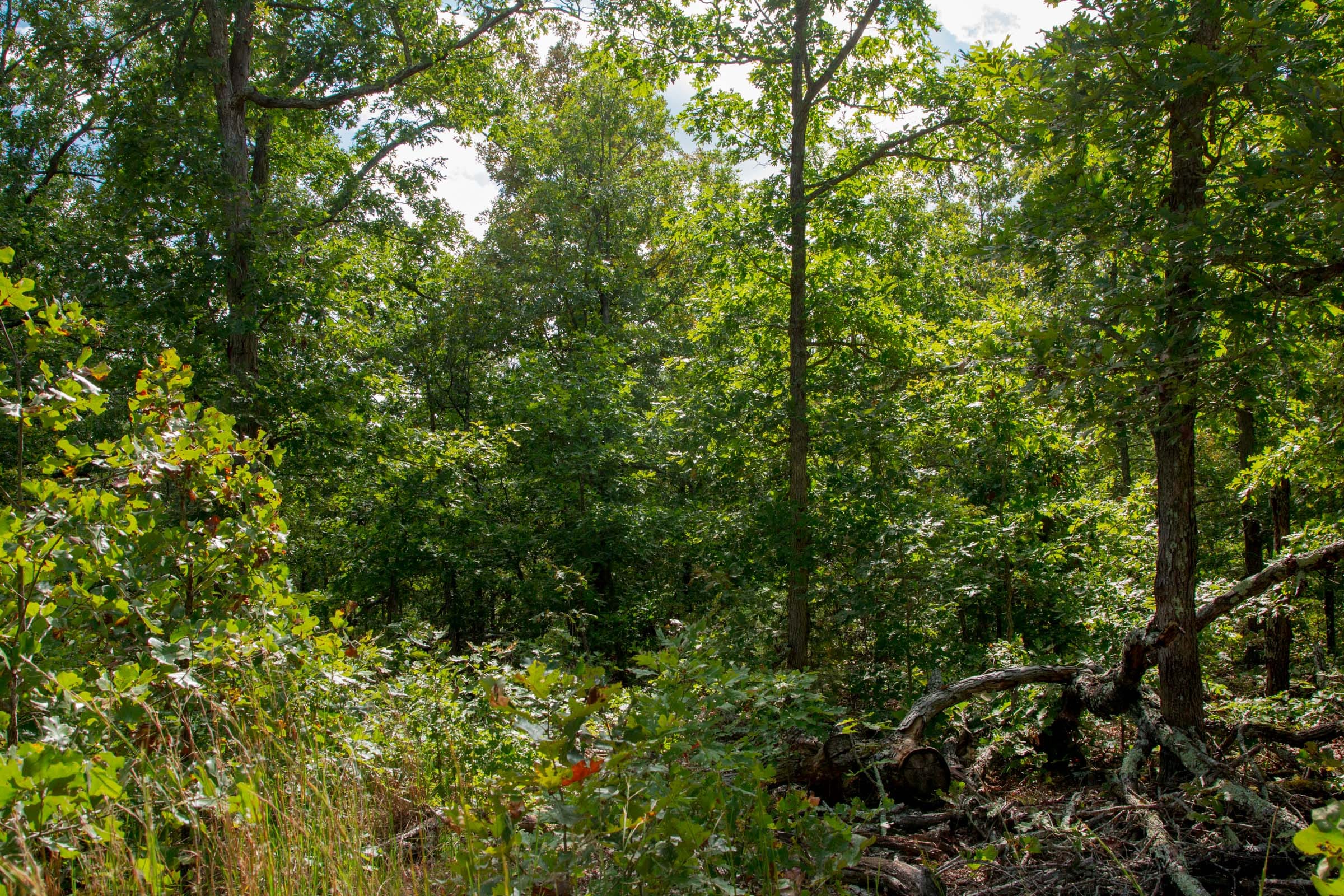 Wagon Wheel Ranch Tract 32 photo 8