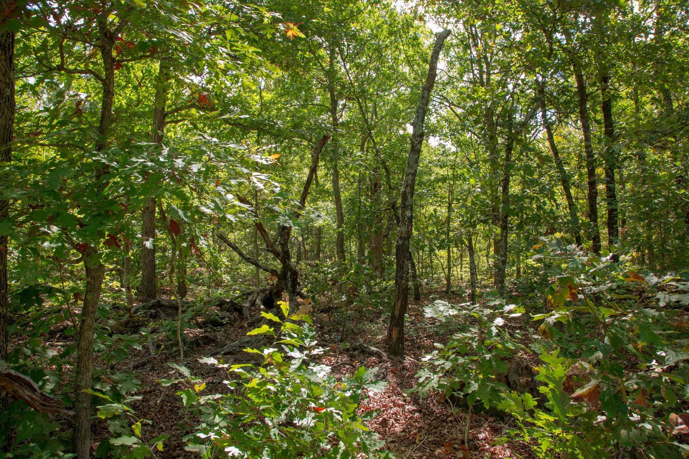 Wagon Wheel Ranch Tract 32 photo 9