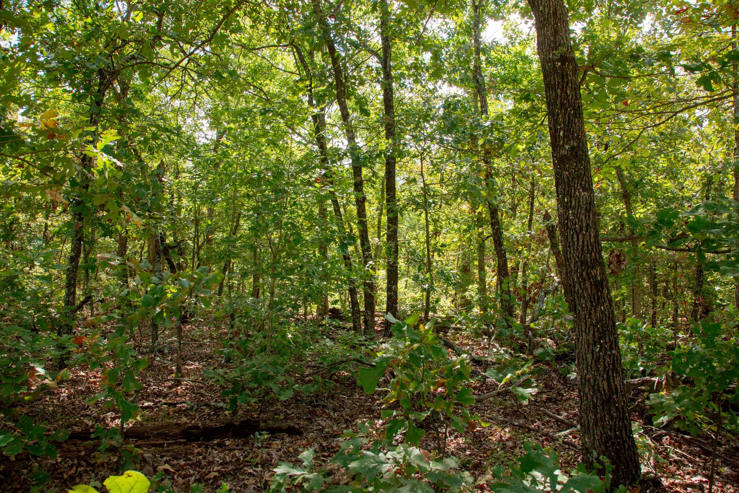 Wagon Wheel Ranch Tract 32 photo 10
