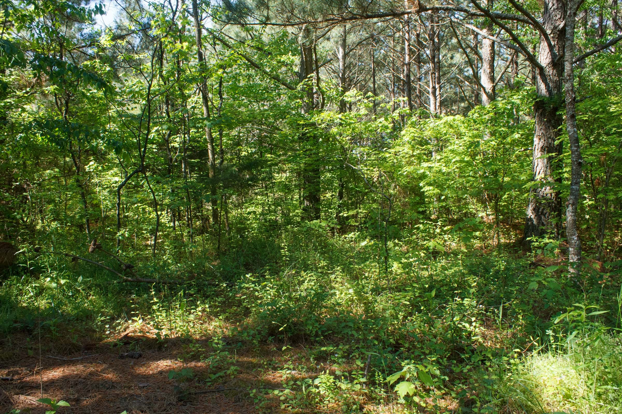 Riverbend Tract 26 photo 2