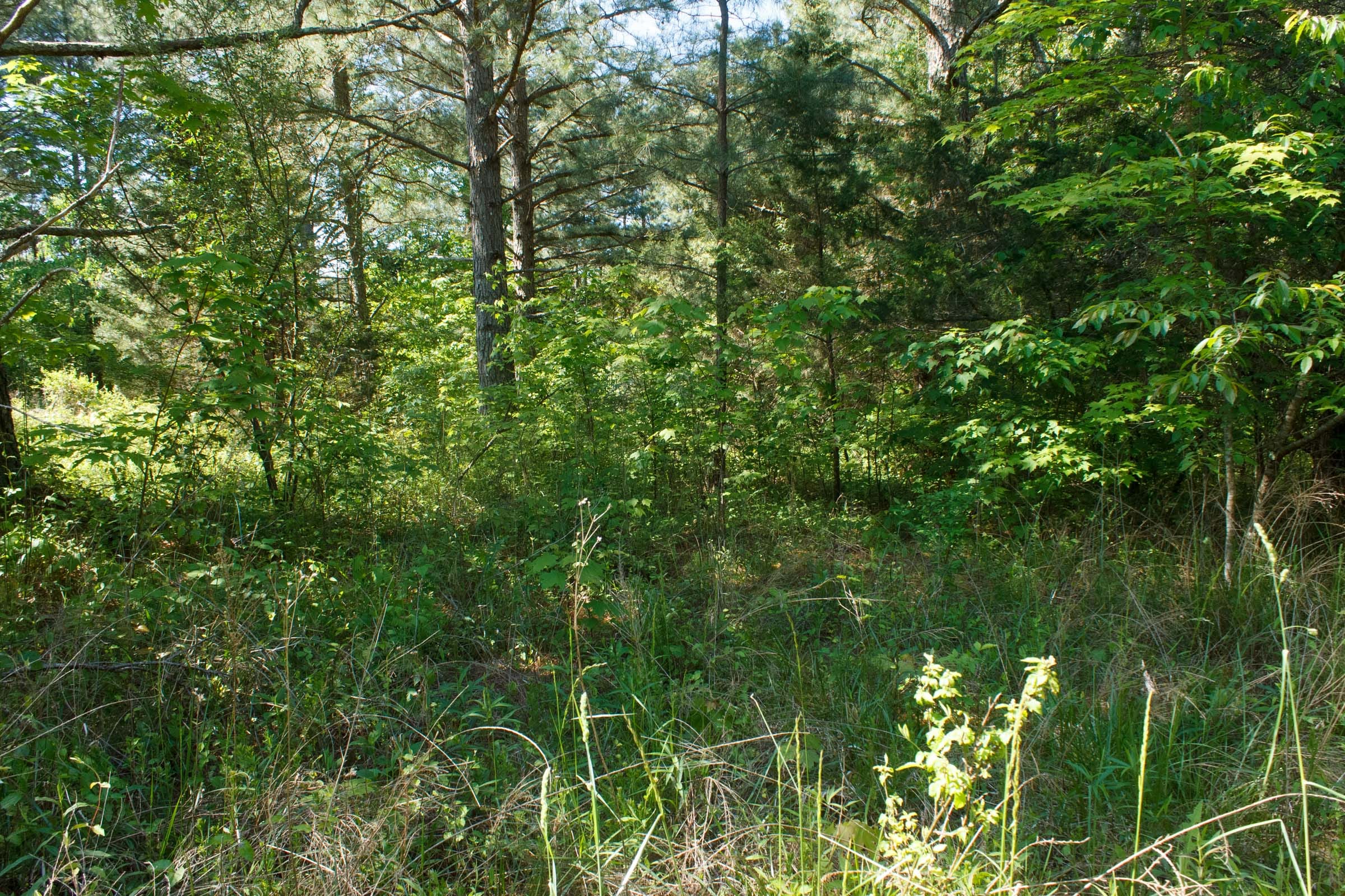Riverbend Tract 26 photo 4