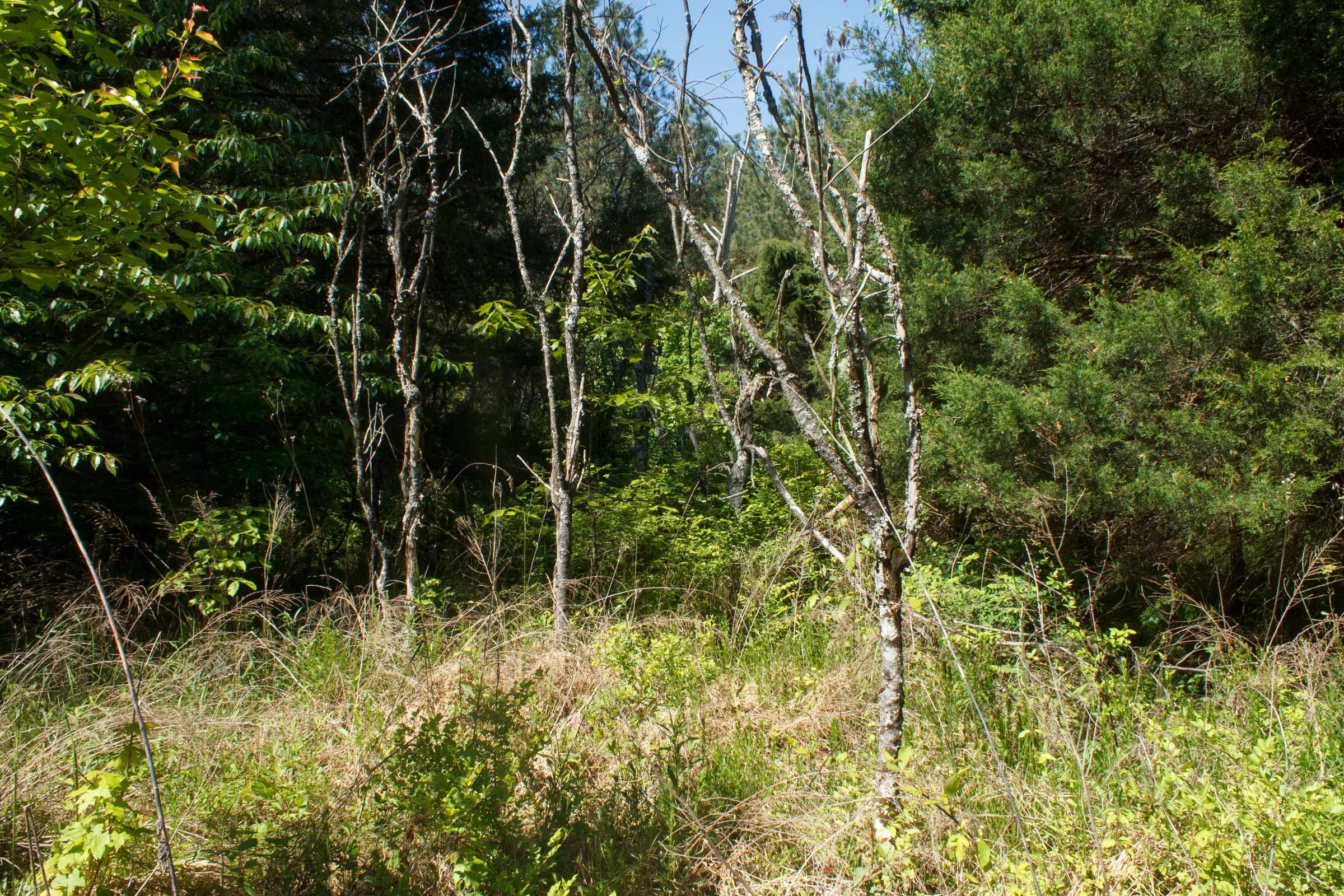 Riverbend Tract 26 photo 5
