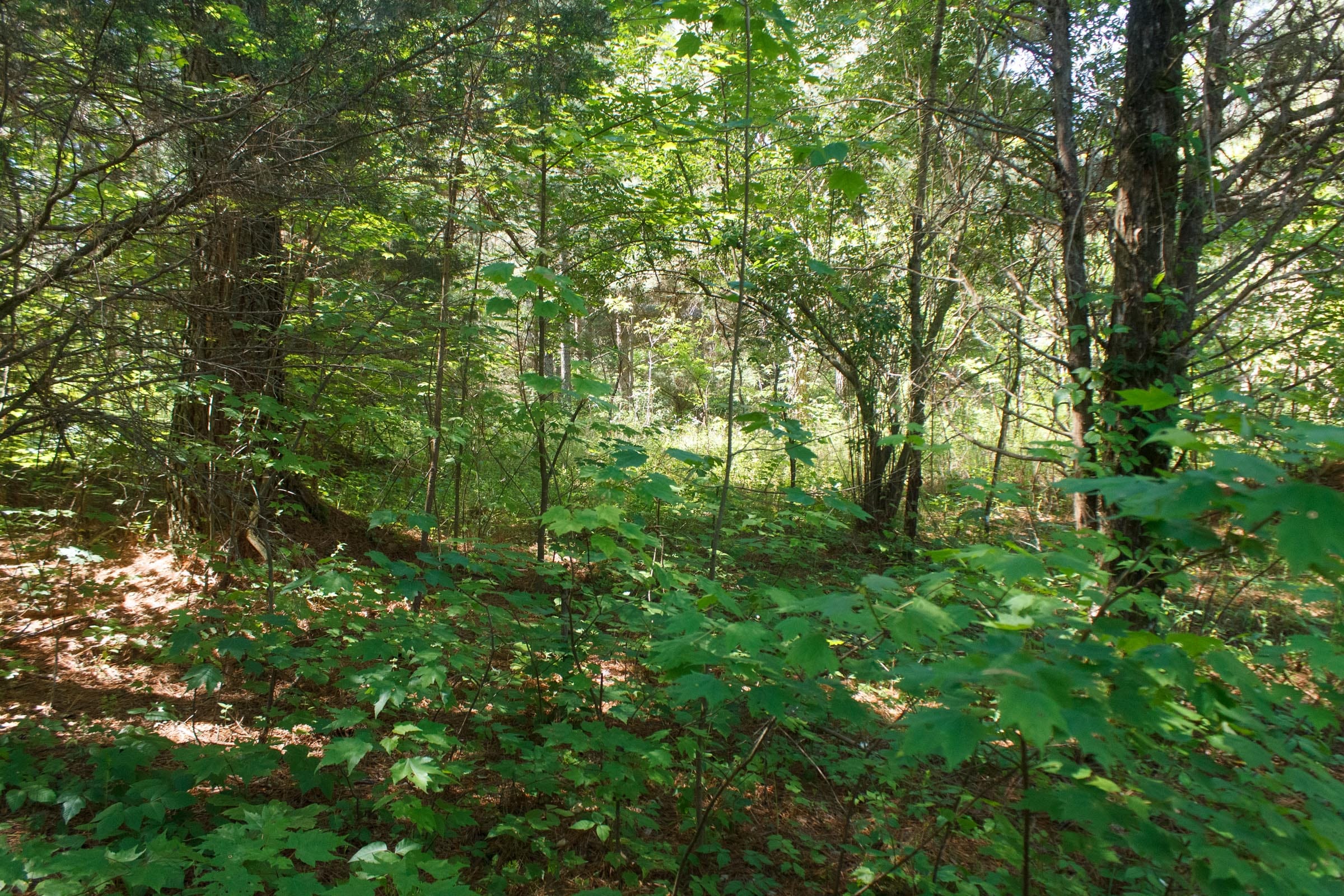 Riverbend Tract 26 photo 6