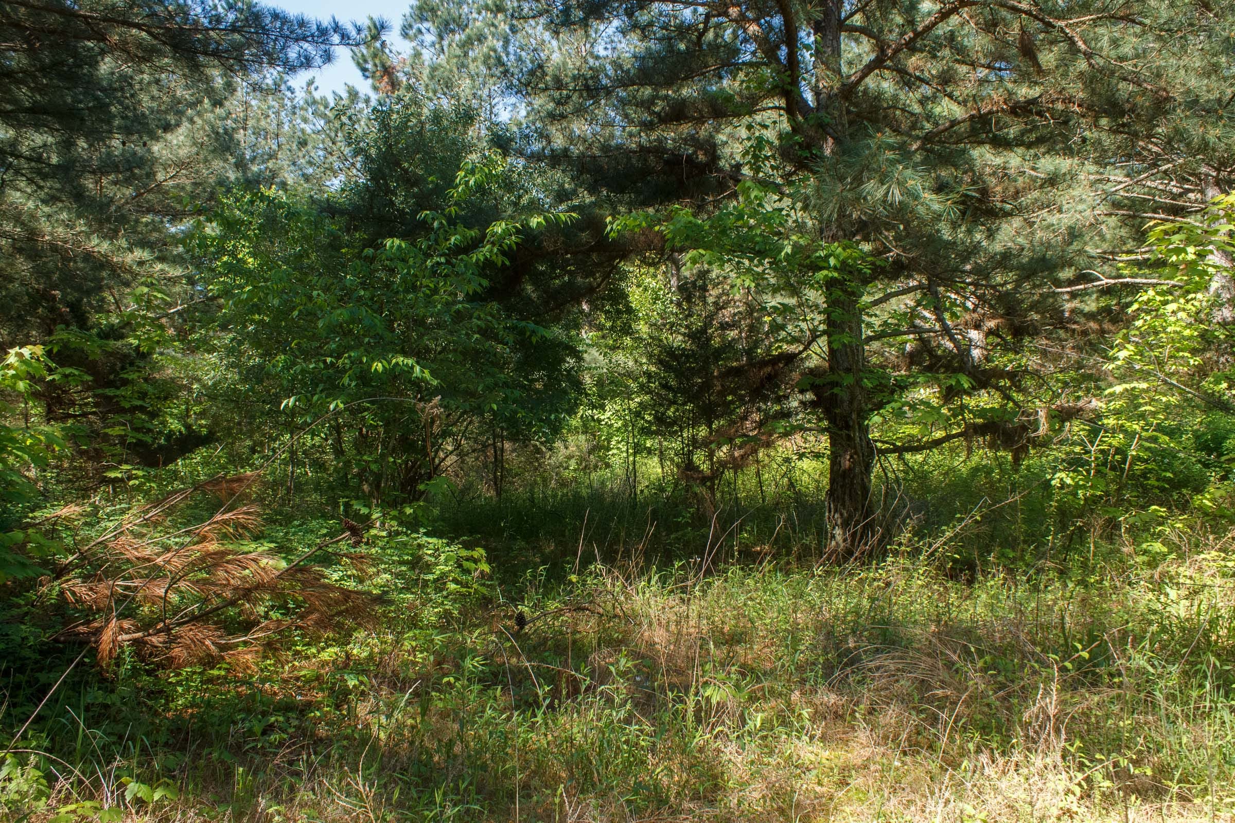 Riverbend Tract 26 photo 7