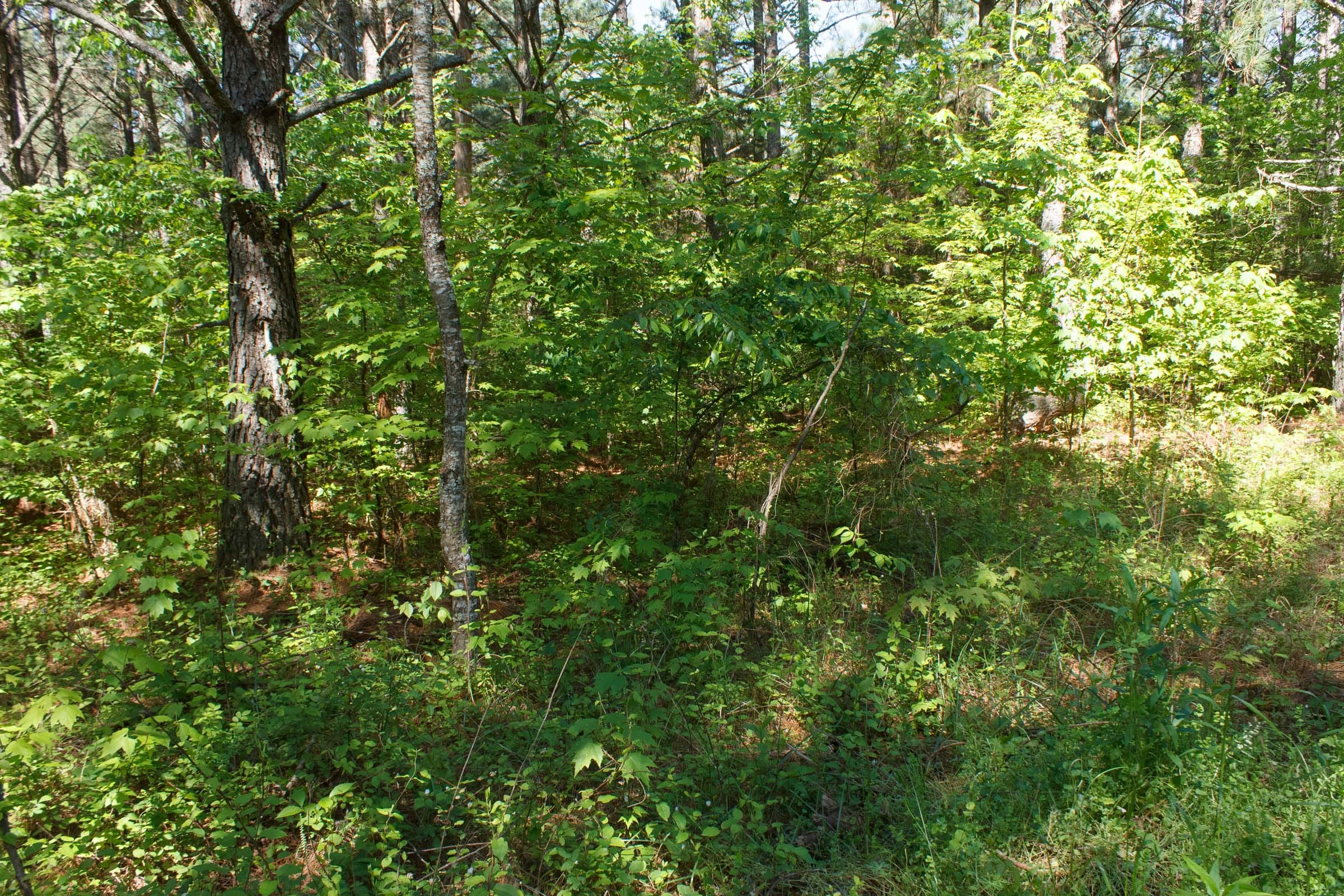 Riverbend Tract 26 photo 11