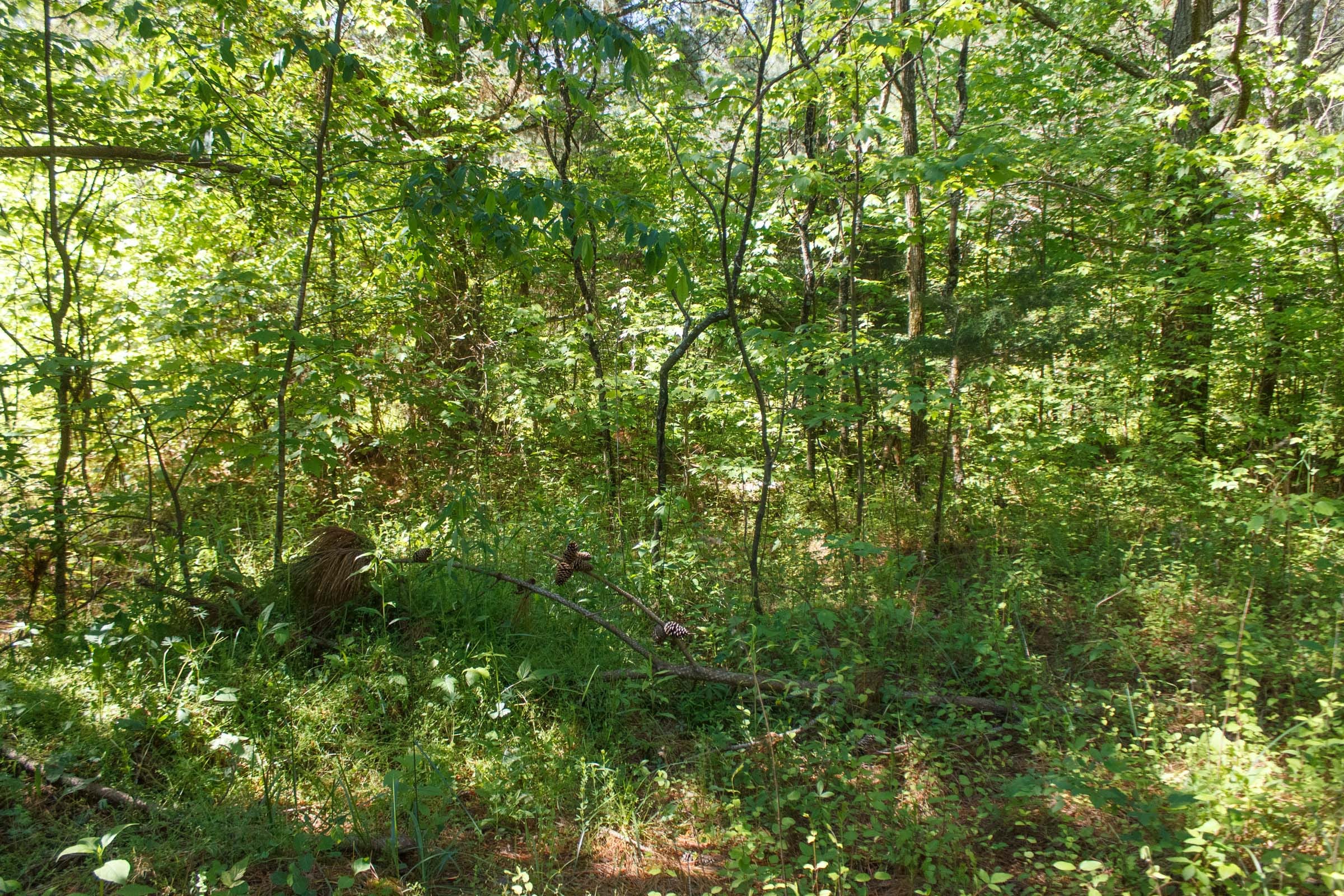 Riverbend Tract 26 photo 12
