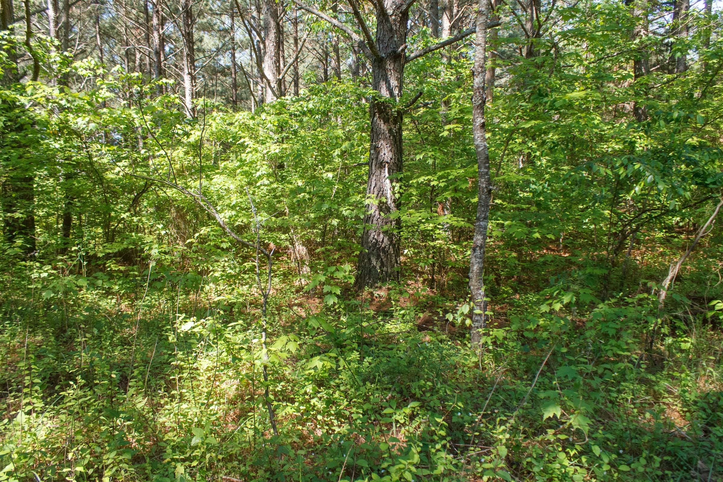 Riverbend Tract 26 photo 13
