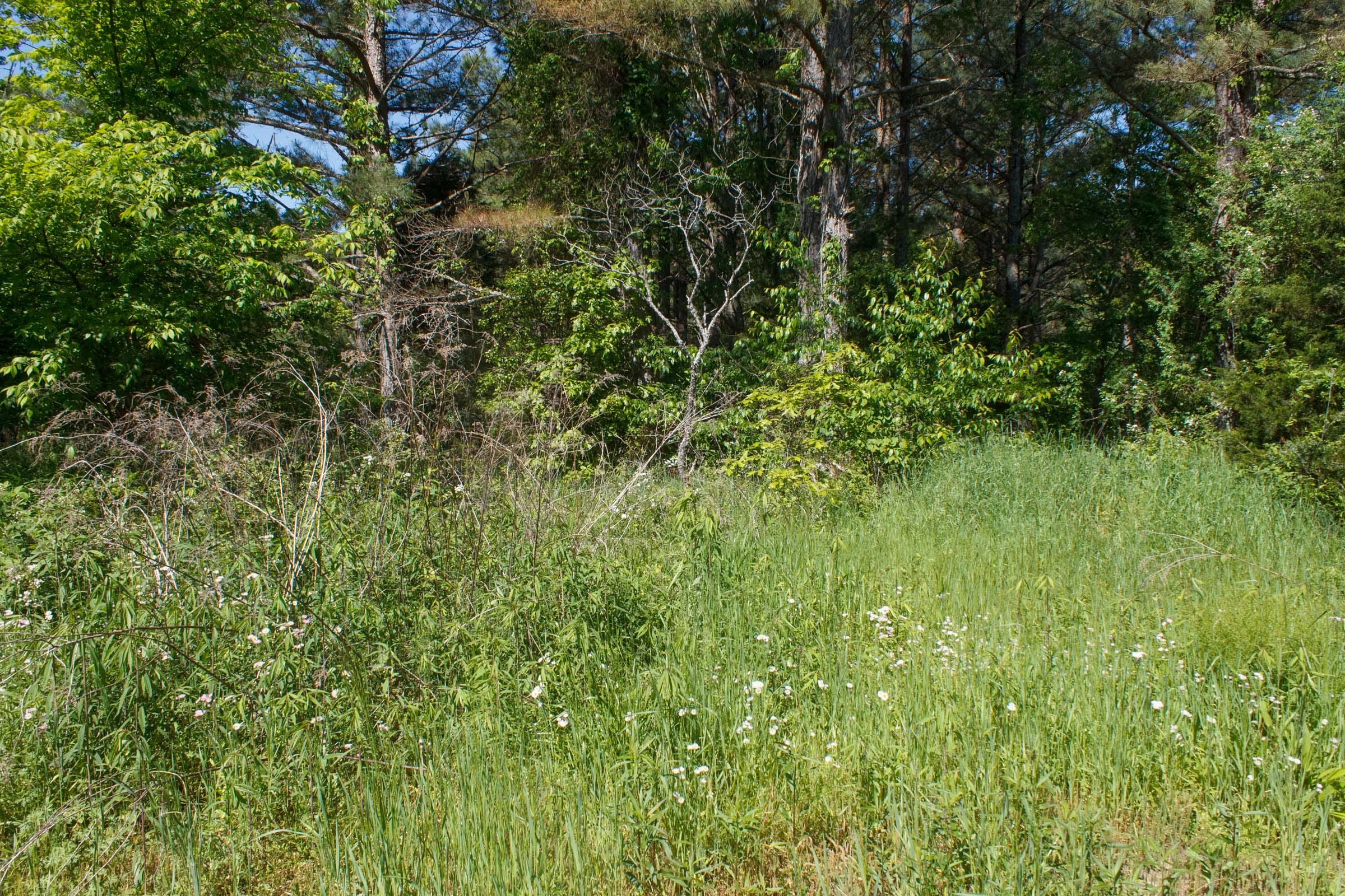 Riverbend Tract 26 photo 14