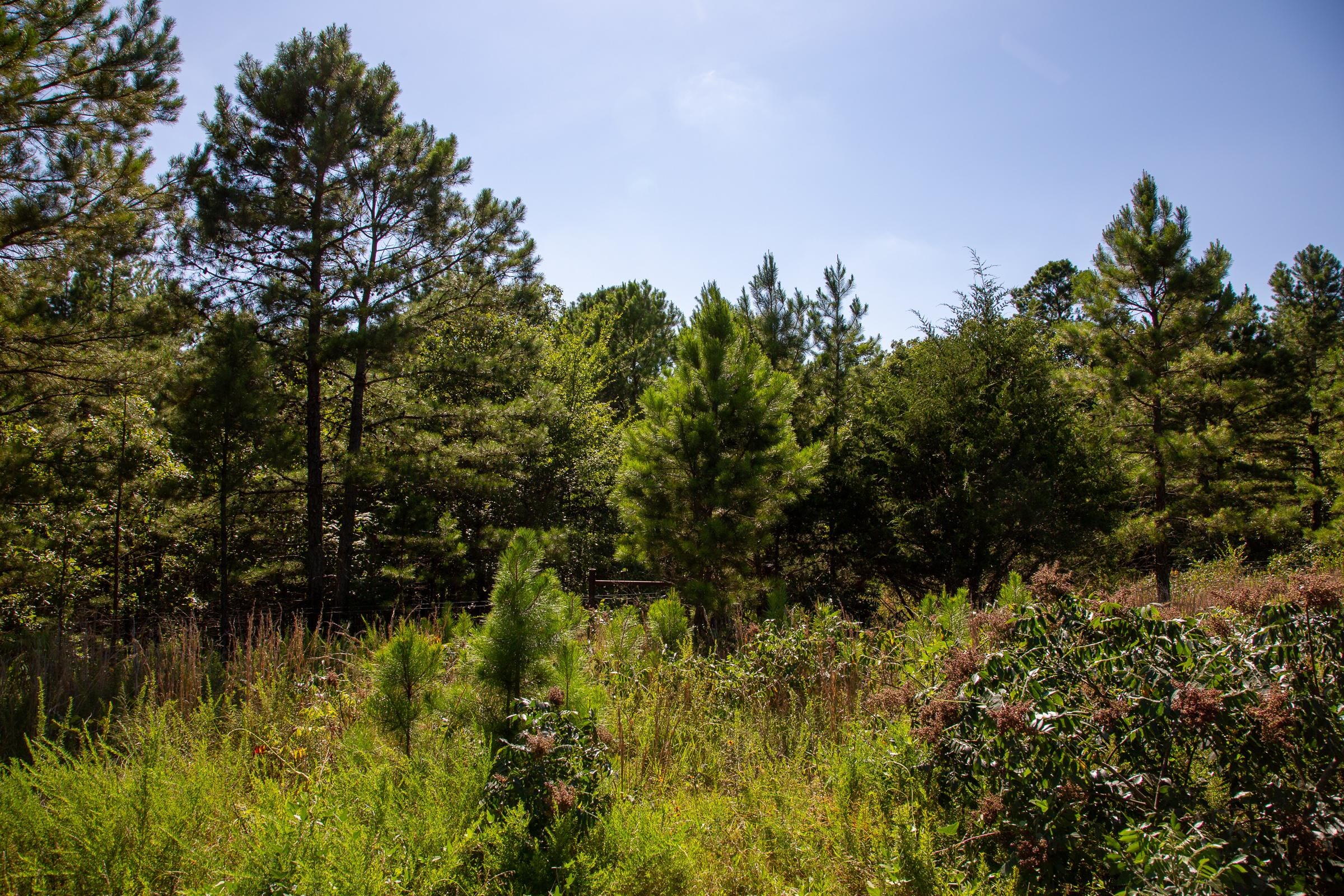 Tyler Stone Ranch Tract 10 photo 5