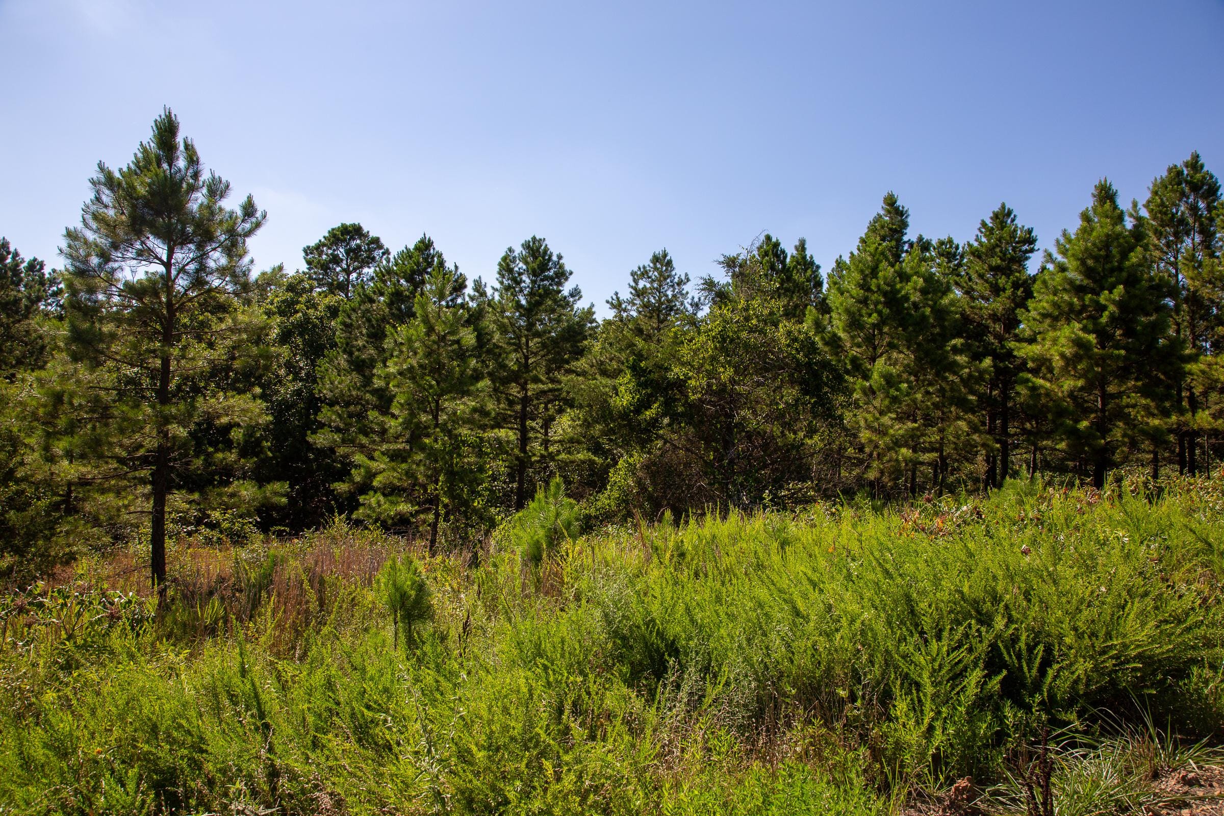 Tyler Stone Ranch Tract 10 photo 1