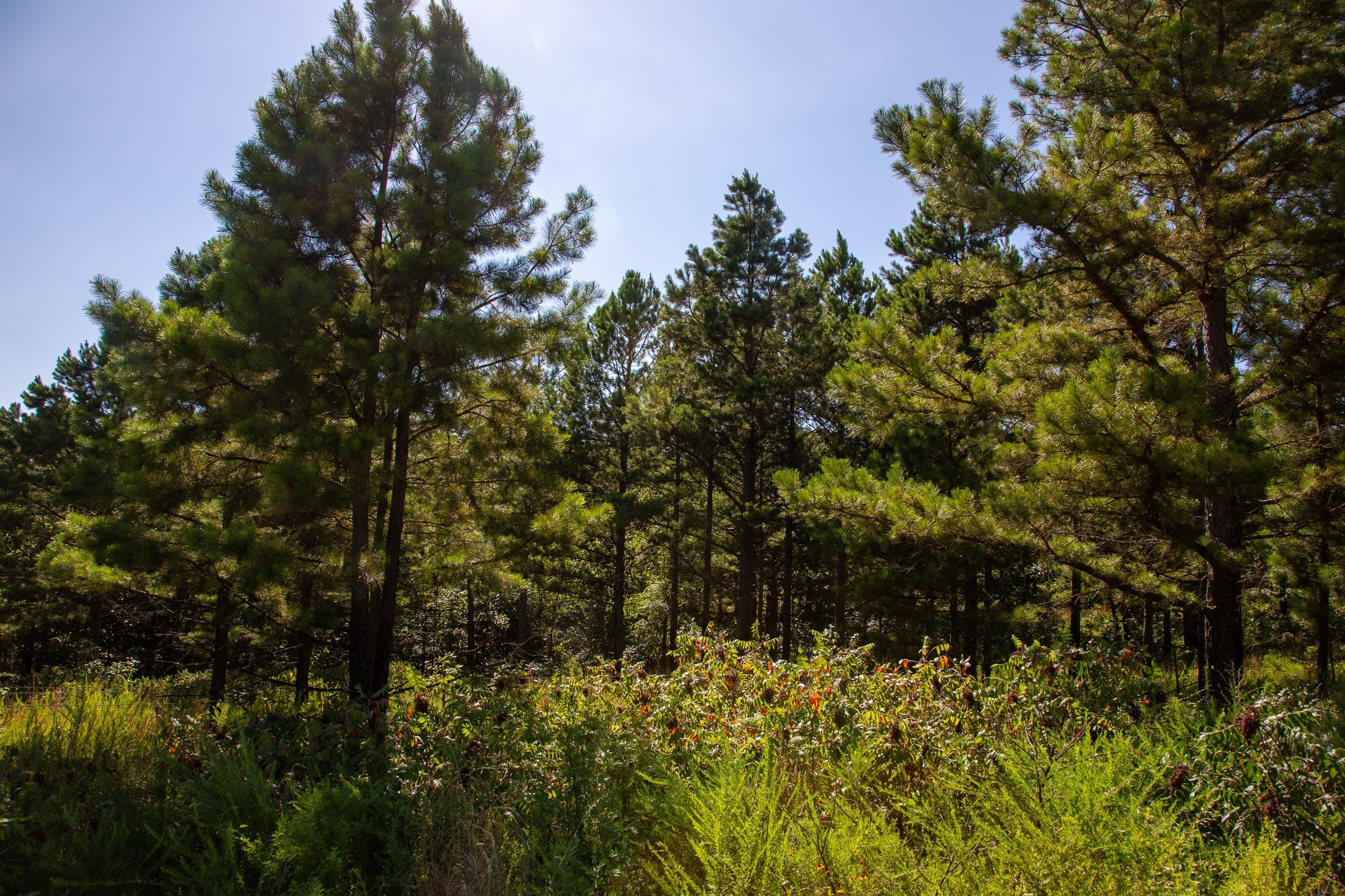 Tyler Stone Ranch Tract 10 photo 8