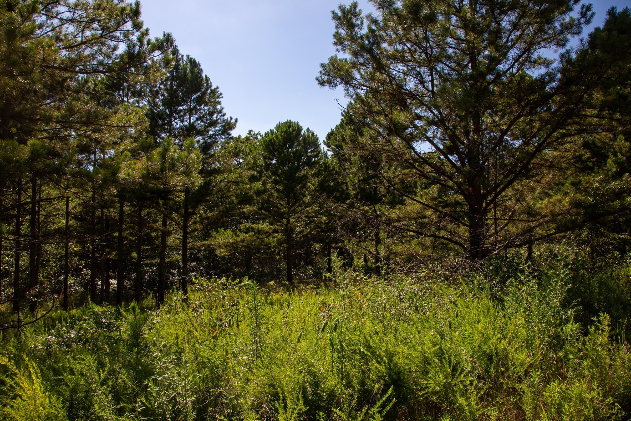 Tyler Stone Ranch Tract 10 photo 10
