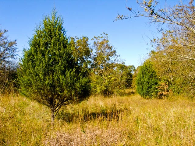 Saddlebrook Ranch Tract 22 photo 2