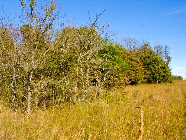 Saddlebrook Ranch Tract 22 photo 3
