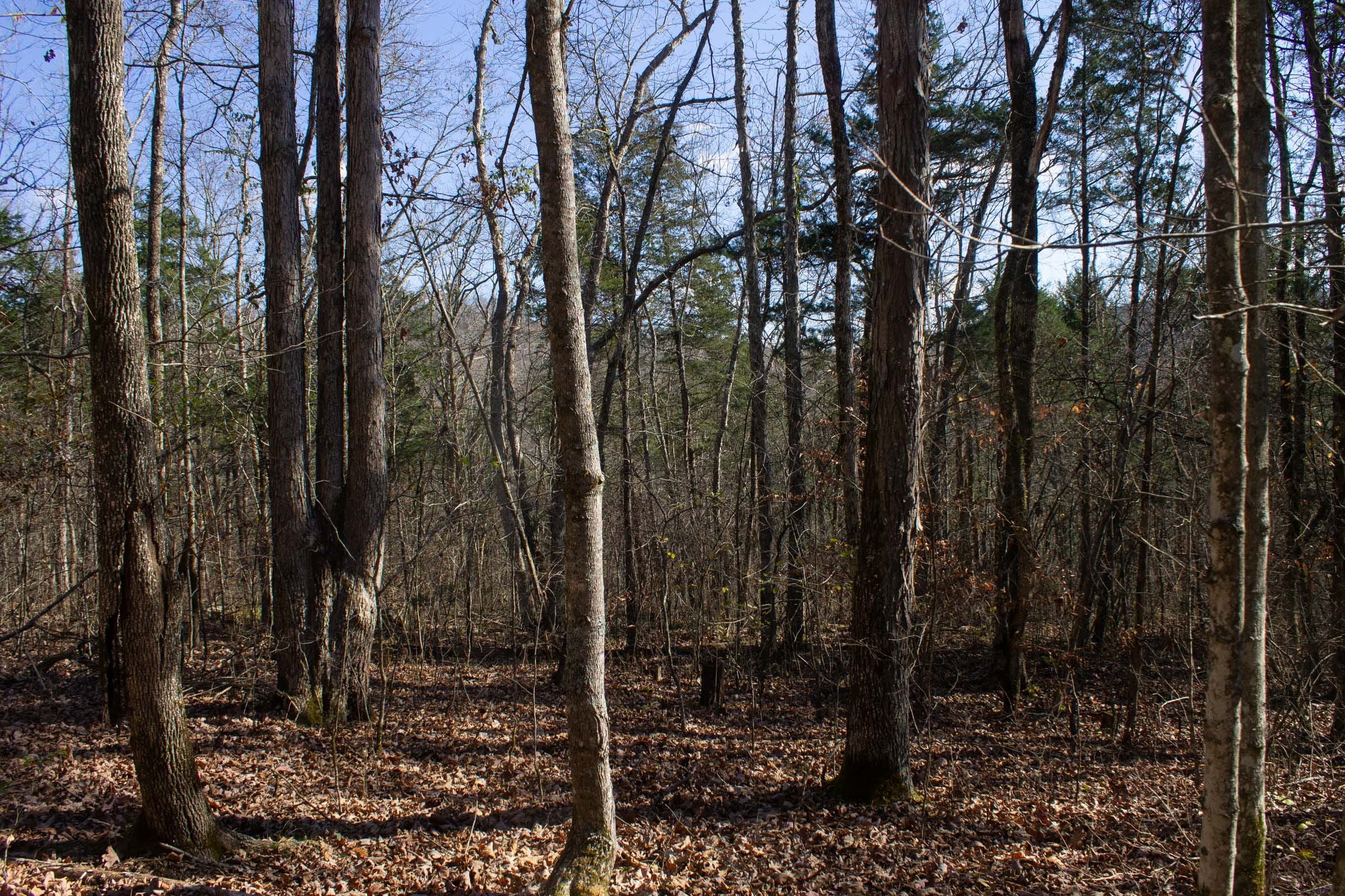 The Cliffs Tract 9 photo 2