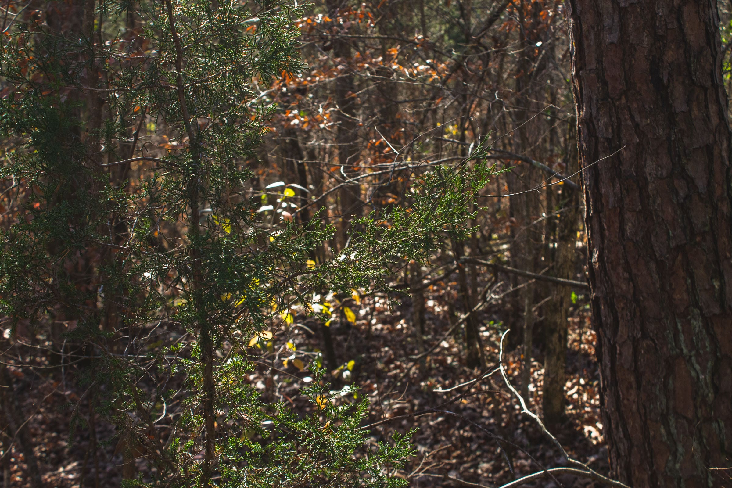 The Cliffs Tract 9 photo 6