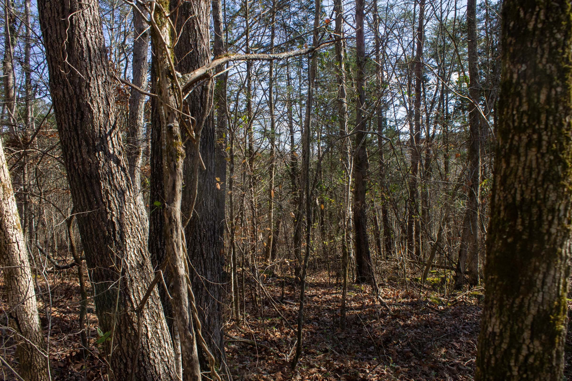 The Cliffs Tract 9 photo 8
