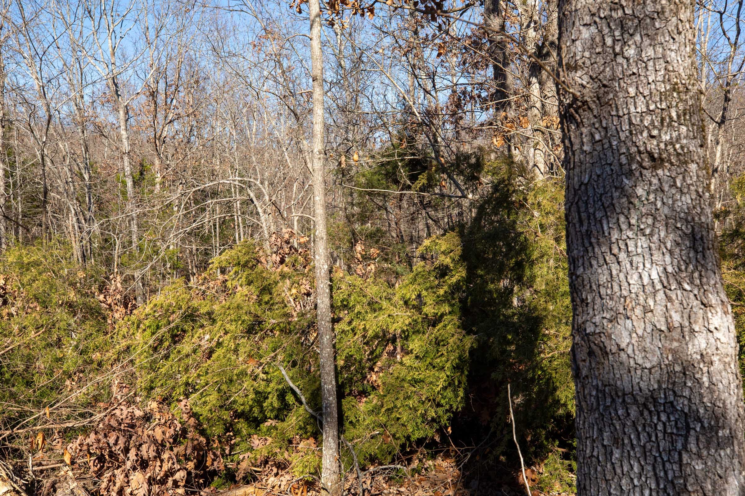 Dutchman Hollow Tract 13 photo 13
