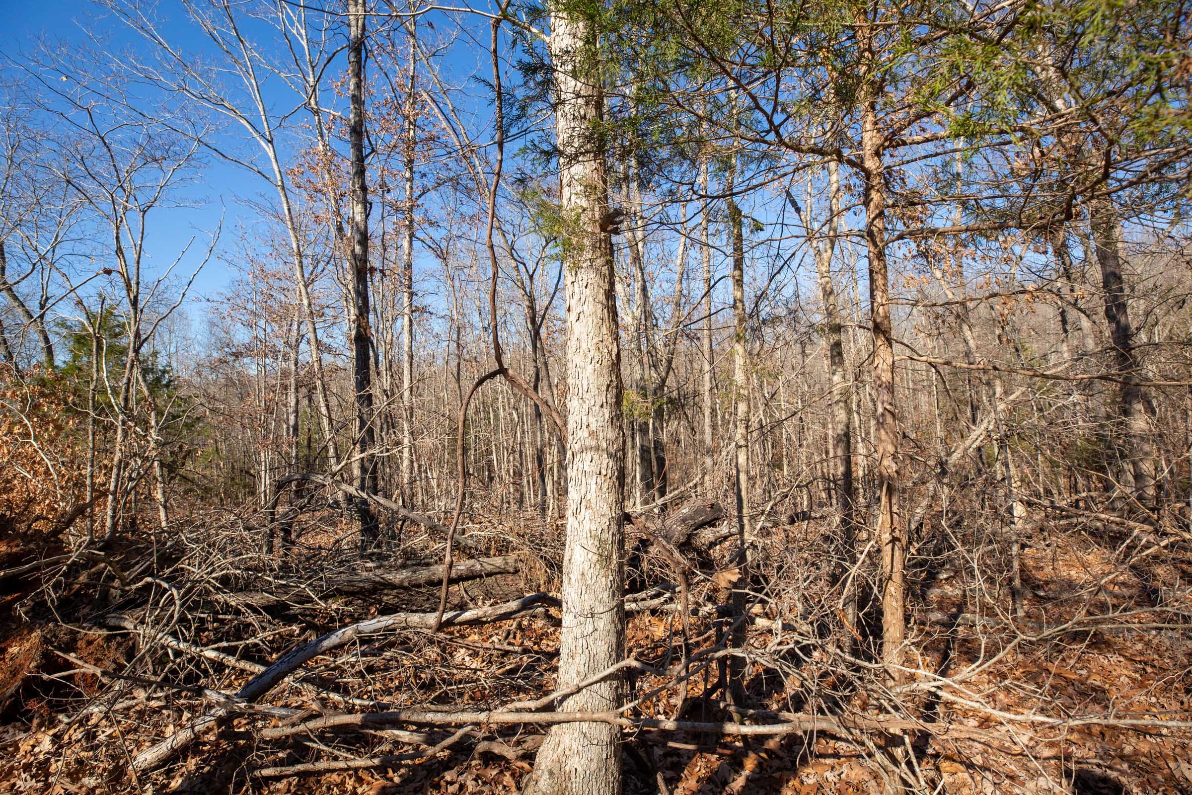 Dutchman Hollow Tract 13 photo 8
