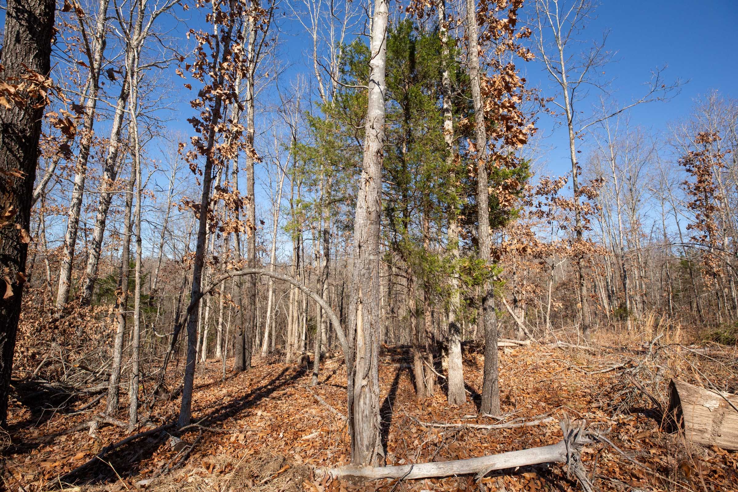 Dutchman Hollow Tract 13 photo 6