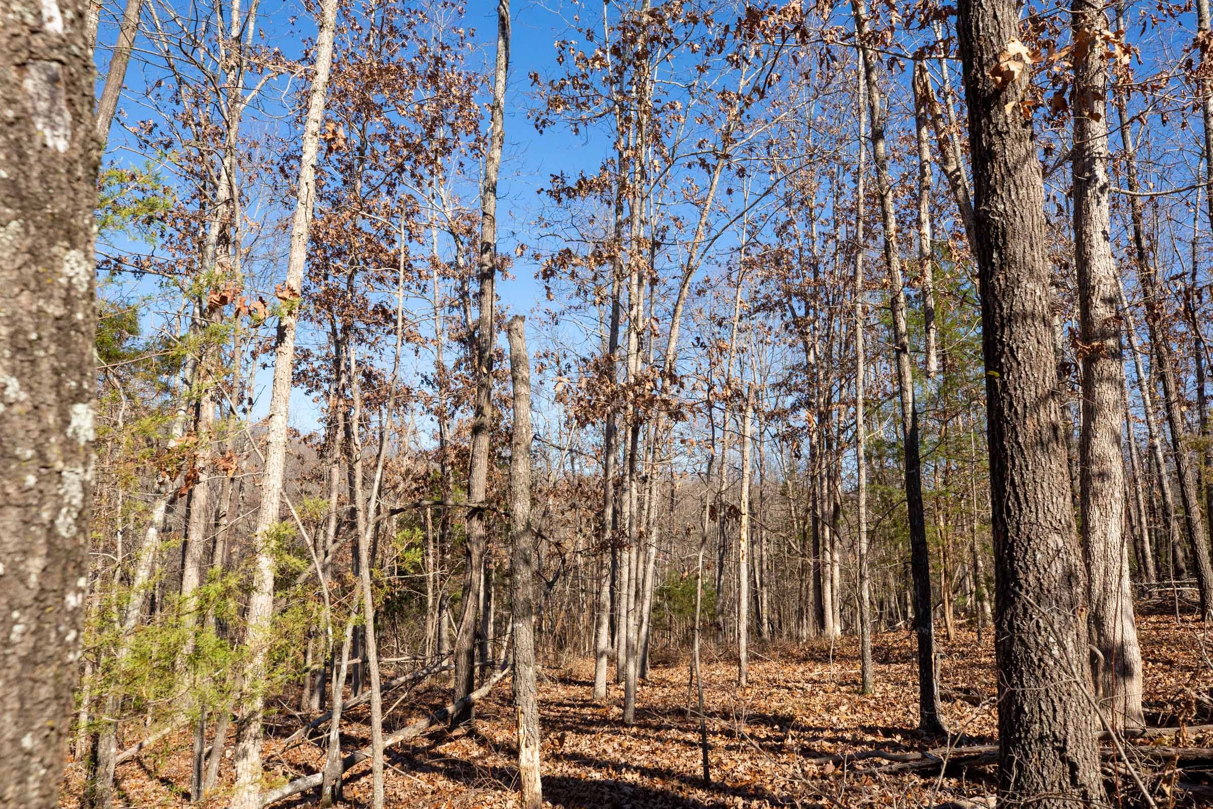 Dutchman Hollow Tract 13 photo 11
