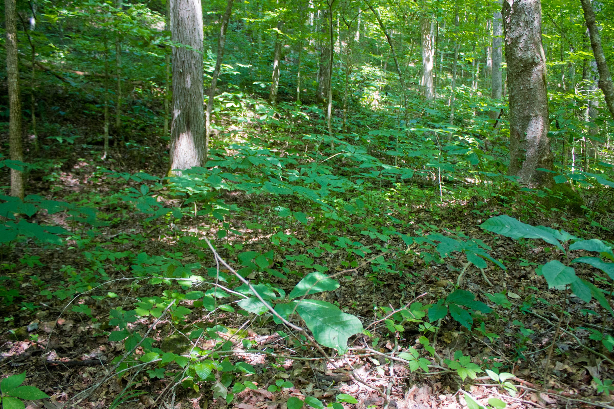 Bluewater Ridge Tract 13 photo 2
