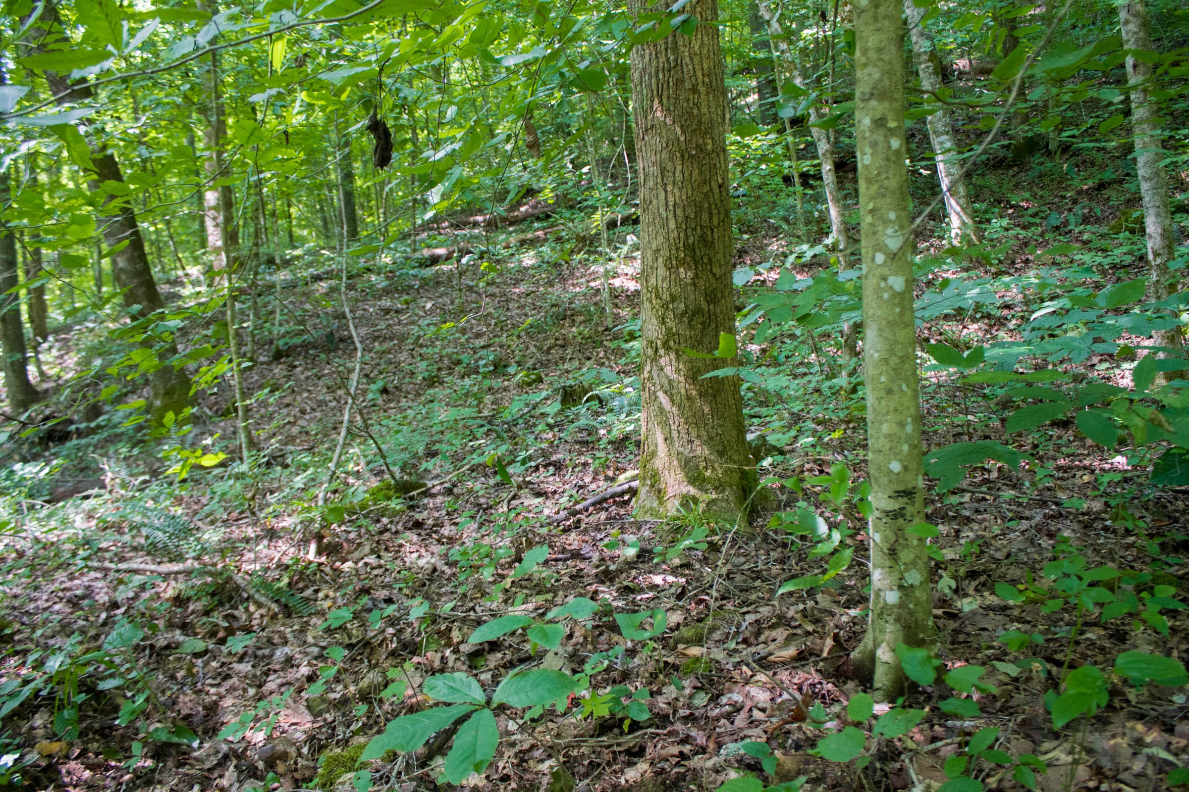 Bluewater Ridge Tract 13 photo 3