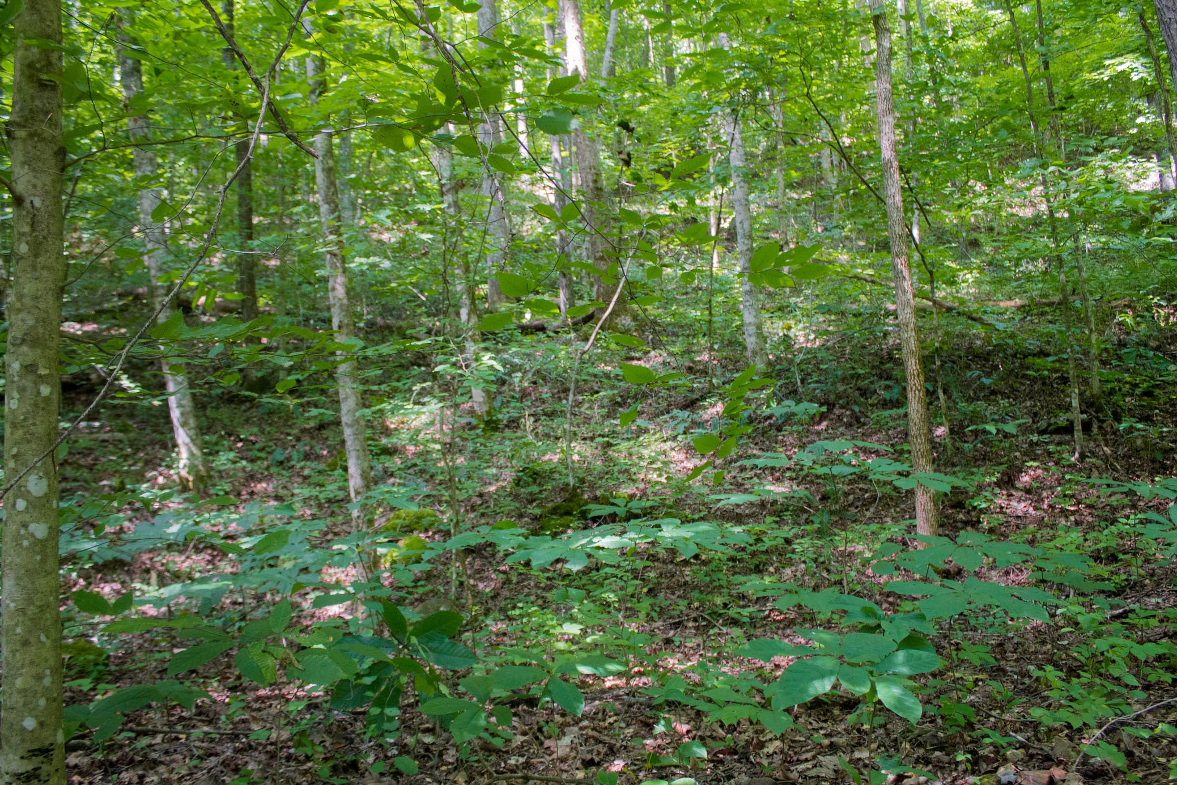 Bluewater Ridge Tract 13 photo 4