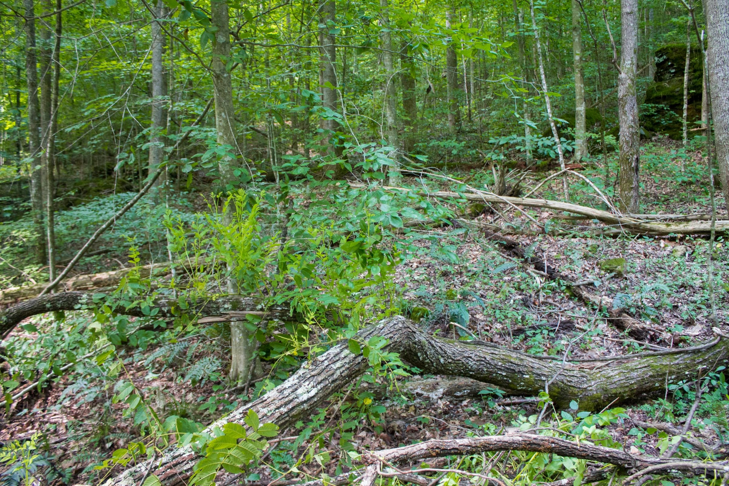 Bluewater Ridge Tract 13 photo 12