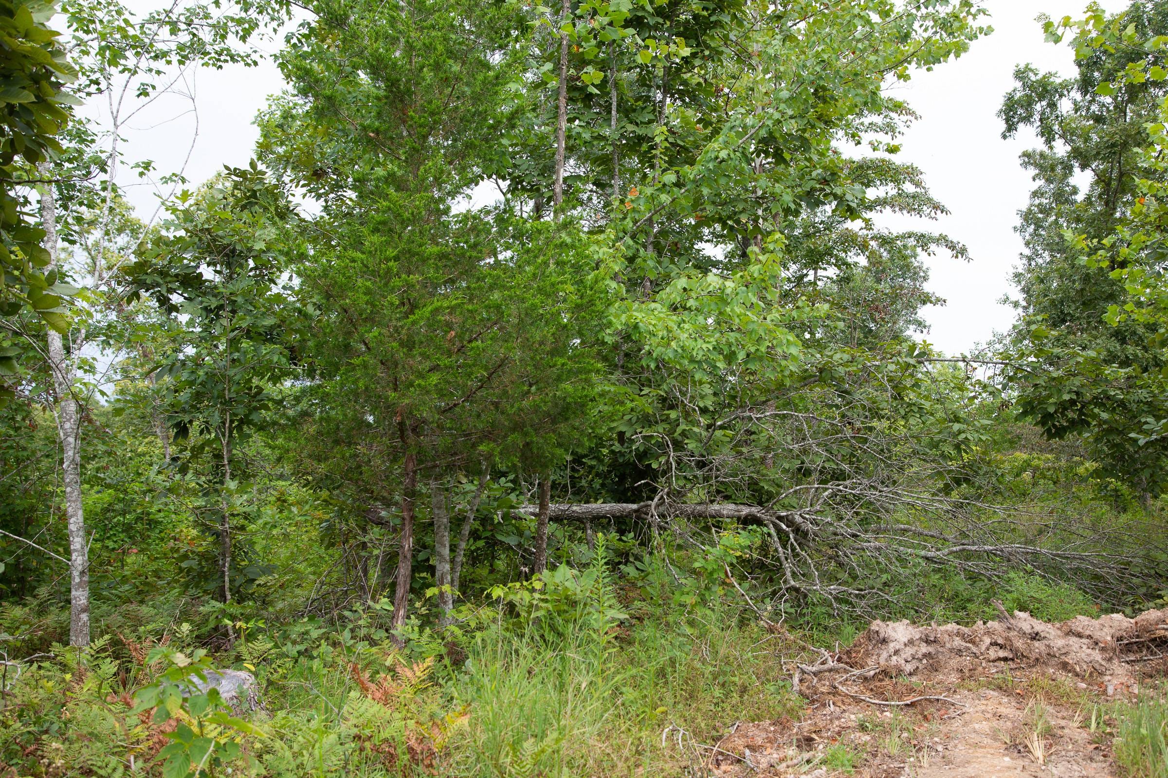 Borgmann’s Hollow Phase I Tract 27 photo 2