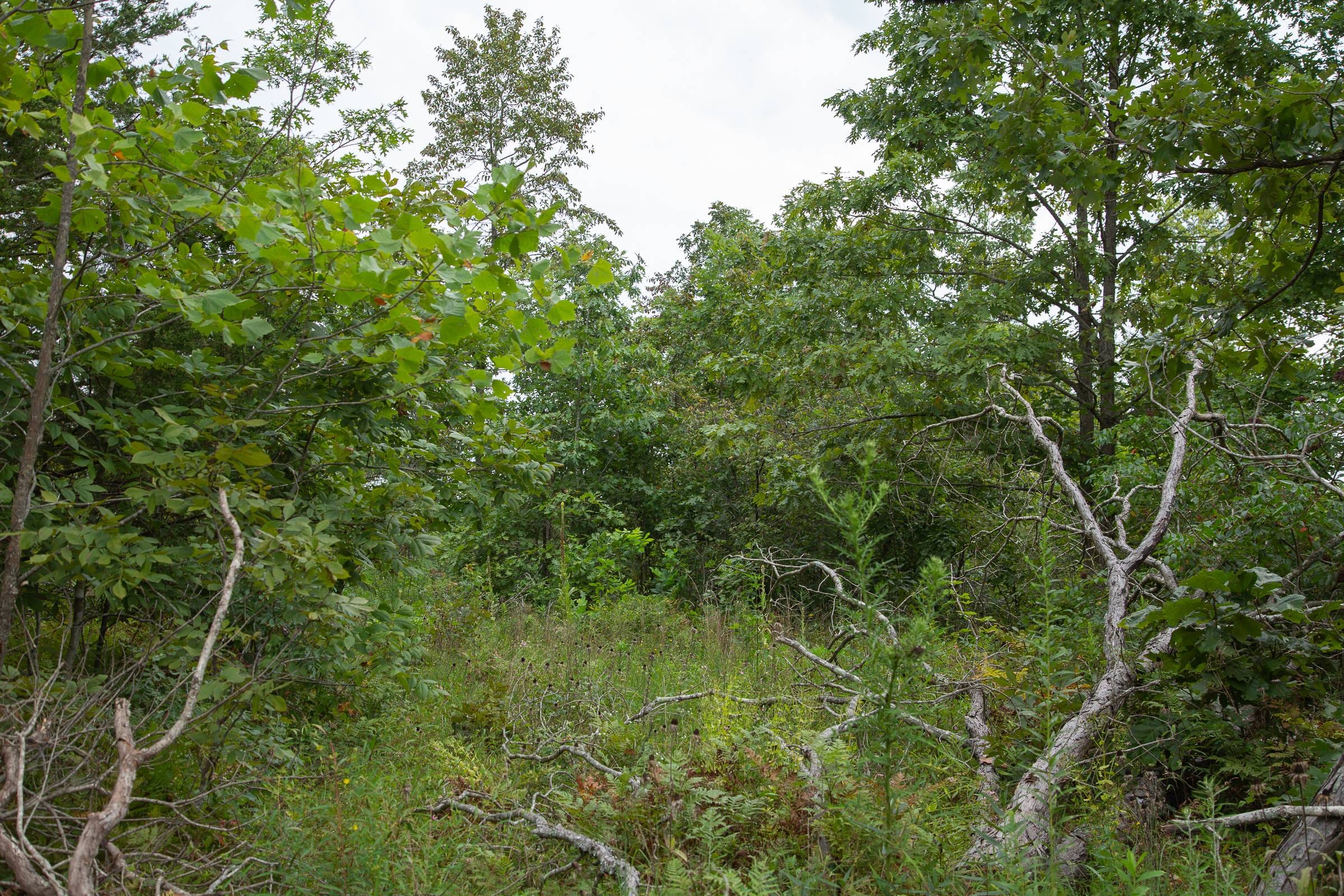 Borgmann’s Hollow Phase I Tract 27 photo 3