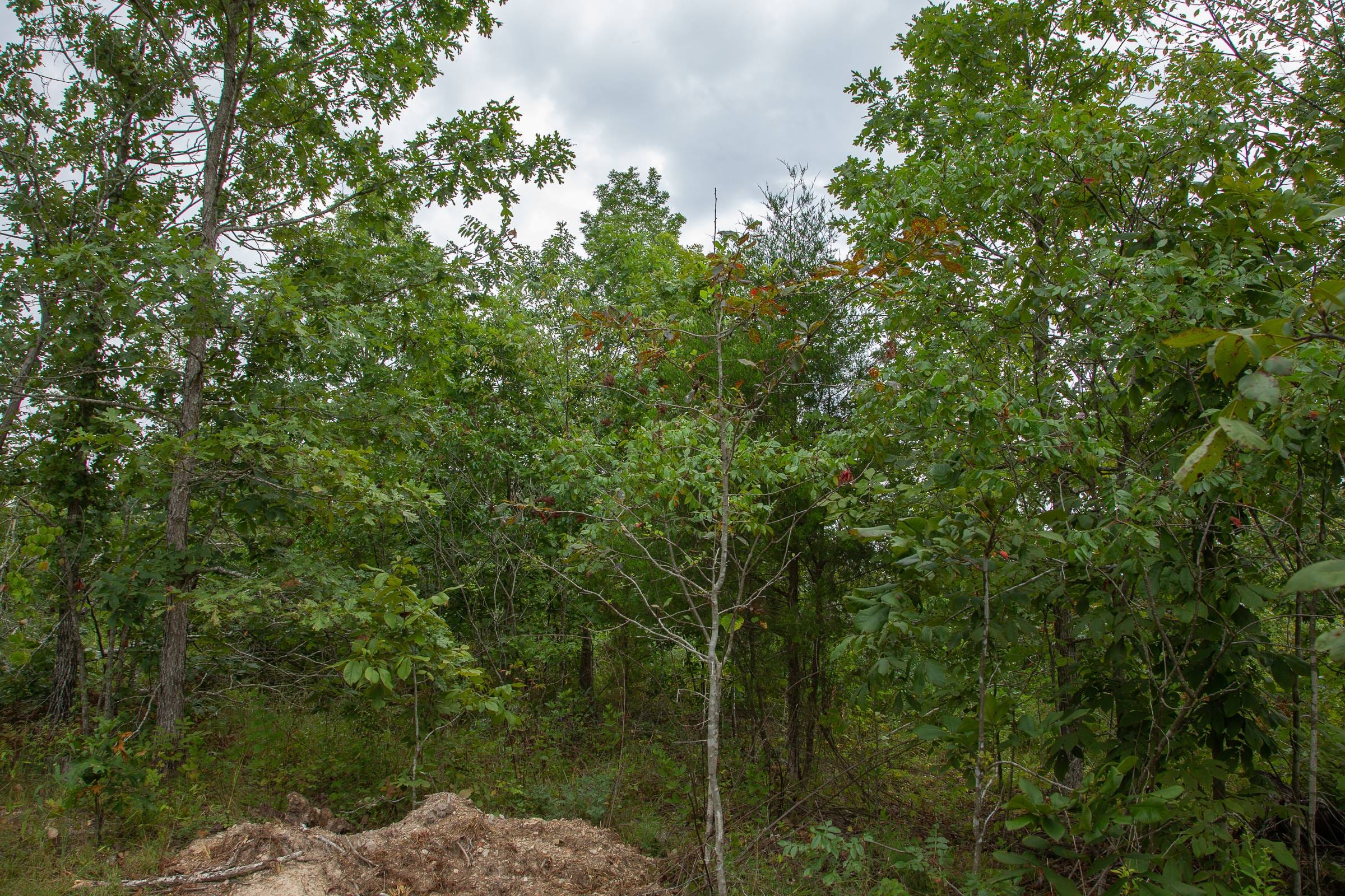 Borgmann’s Hollow Phase I Tract 27 photo 5