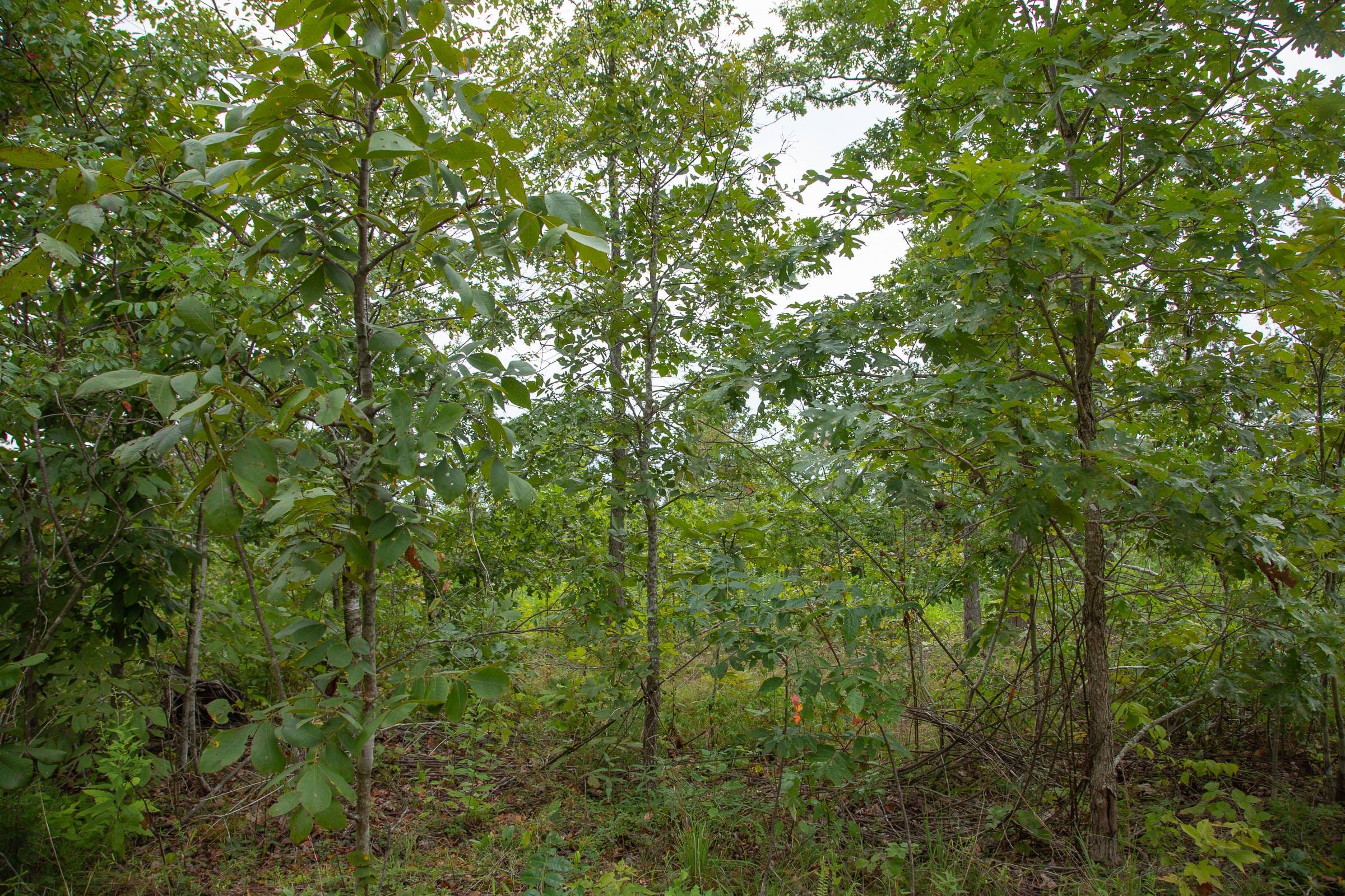 Borgmann’s Hollow Phase I Tract 27 photo 6