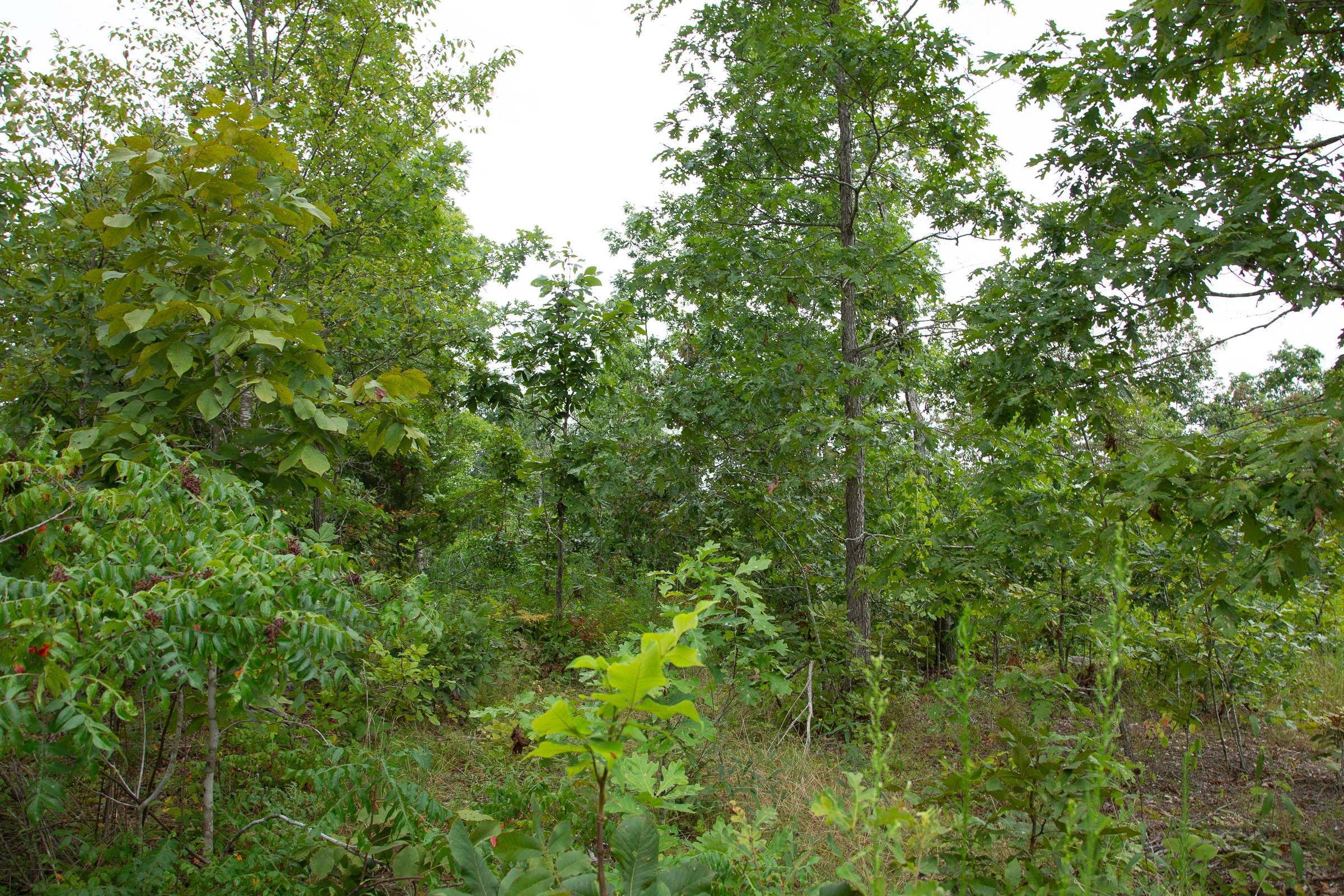 Borgmann’s Hollow Phase I Tract 27 photo 7