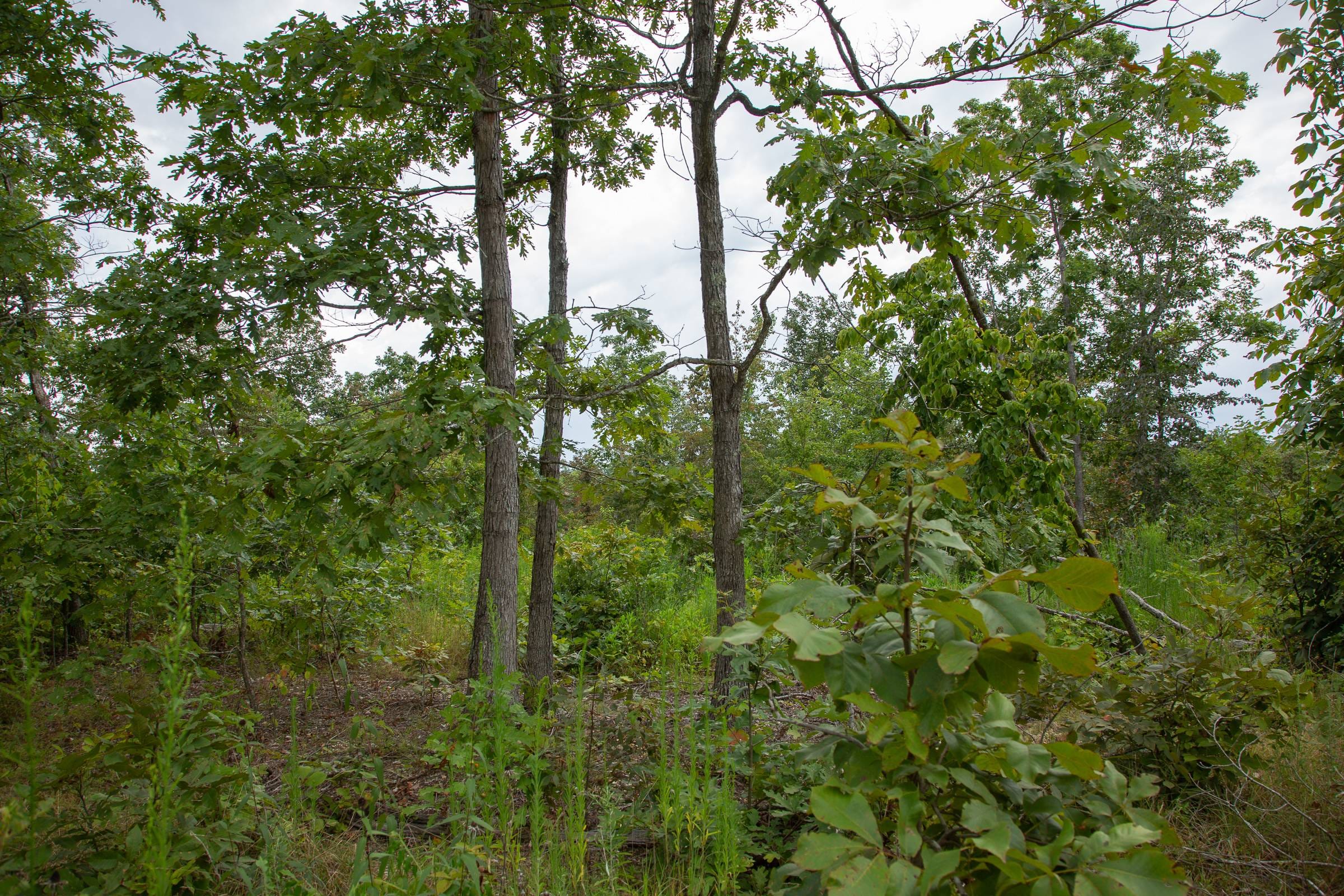 Borgmann’s Hollow Phase I Tract 27 photo 8