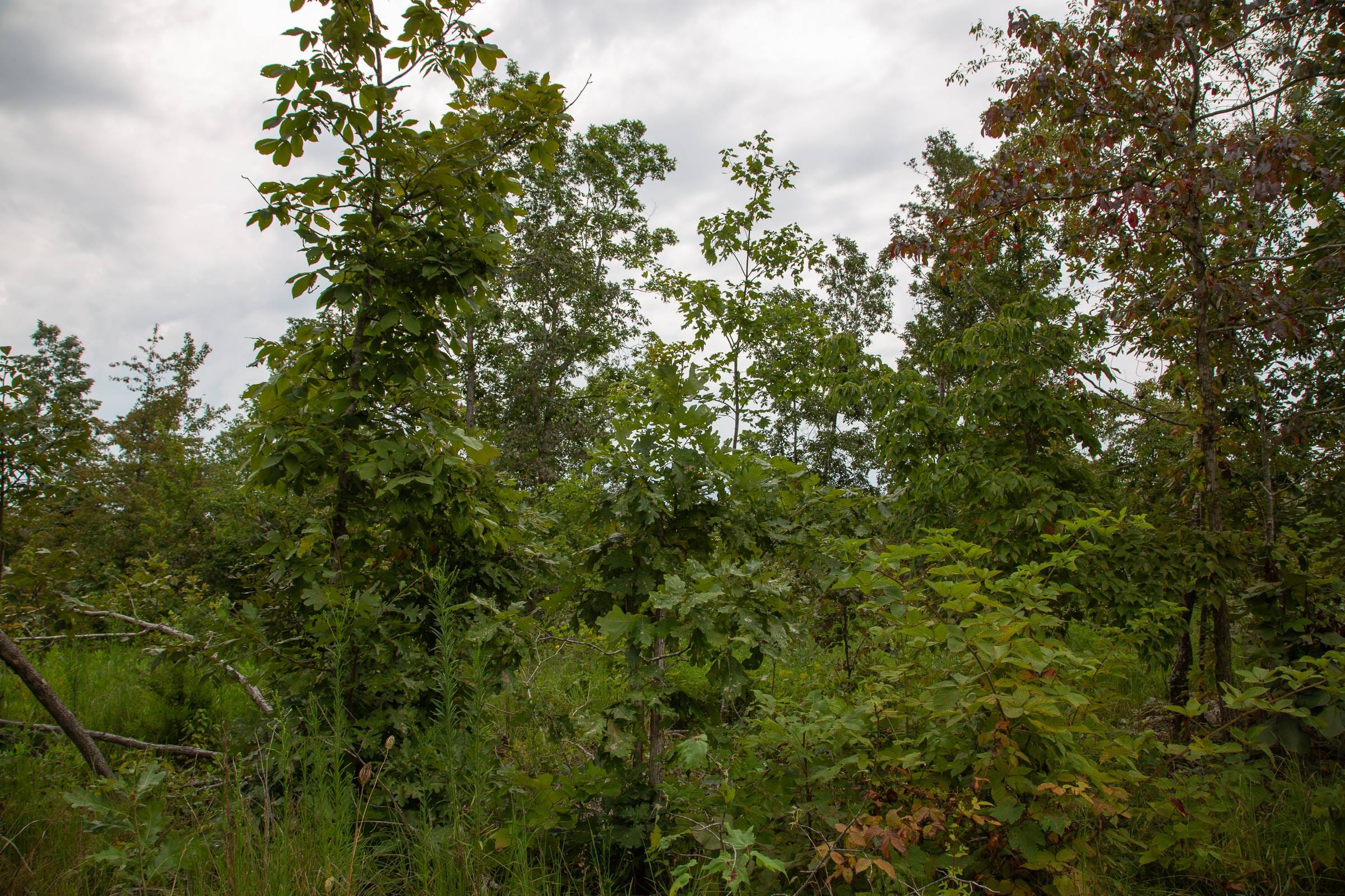Borgmann’s Hollow Phase I Tract 27 photo 9