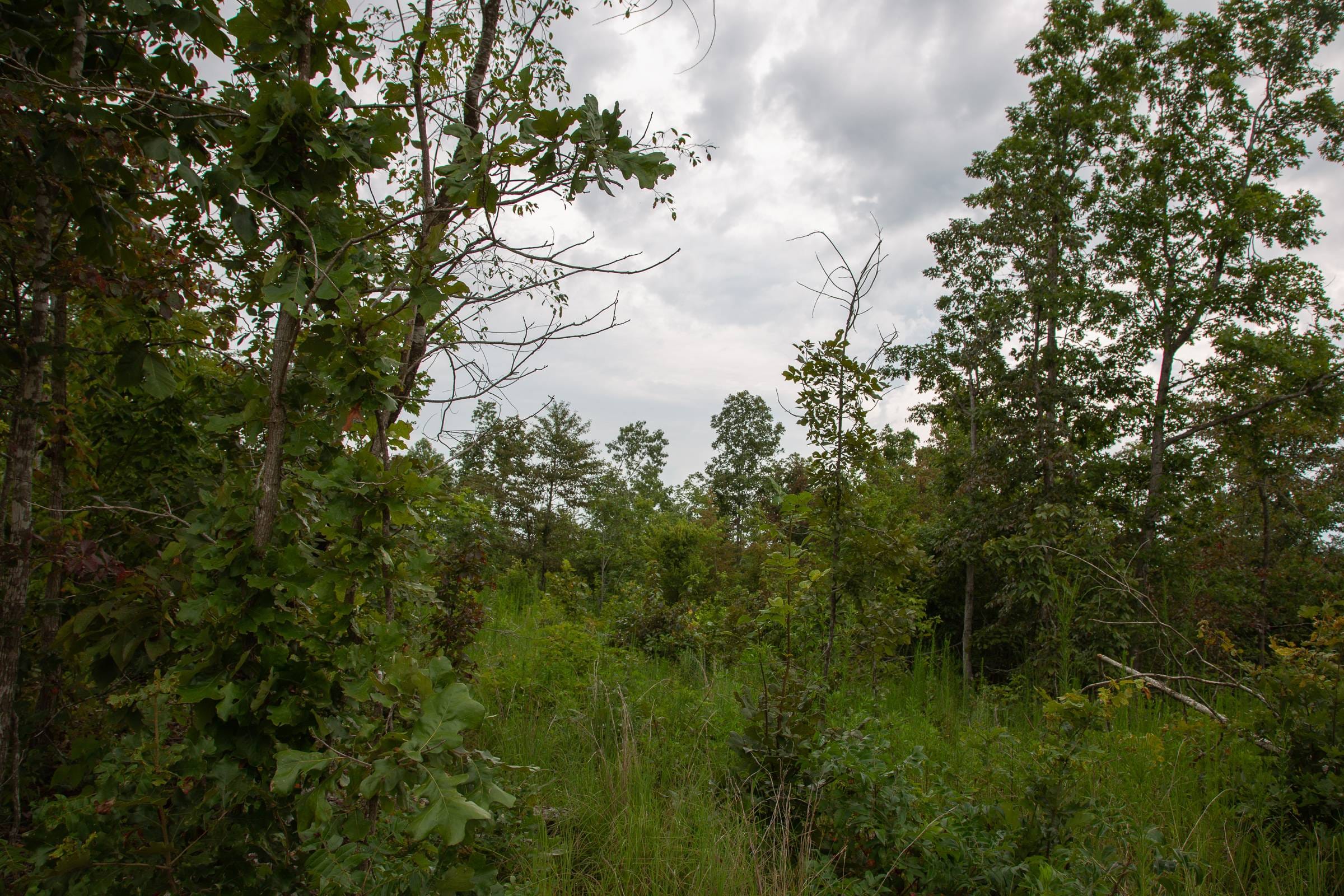 Borgmann’s Hollow Phase I Tract 27 photo 11