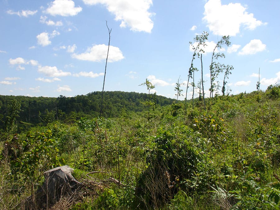 Antler Ridge Tract 3 photo 3