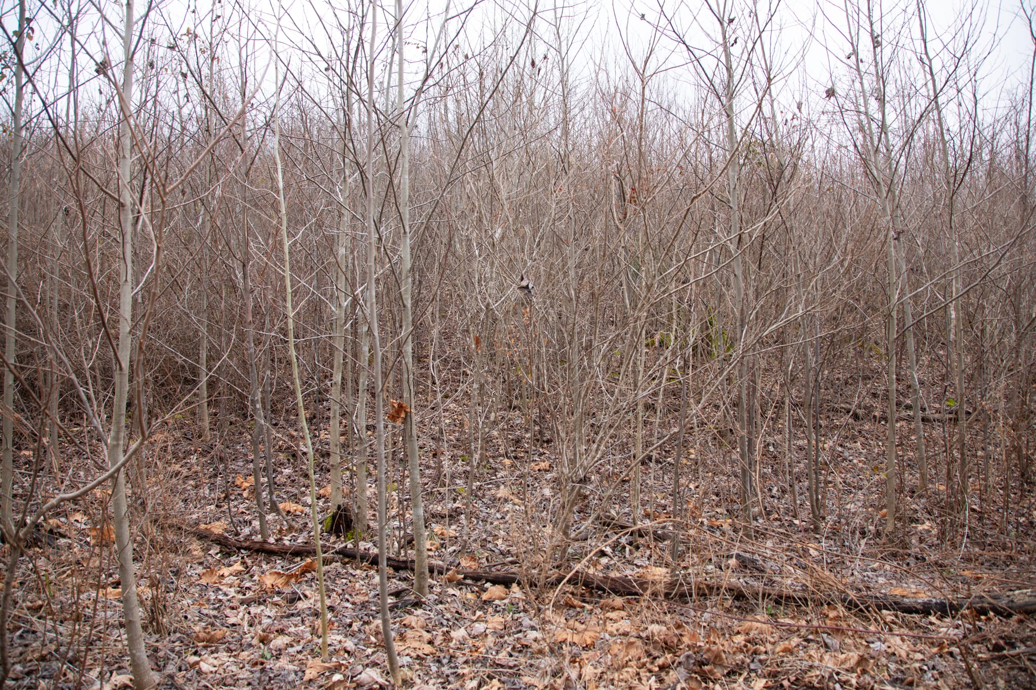 Southwind Ranch Tract 21 photo 4