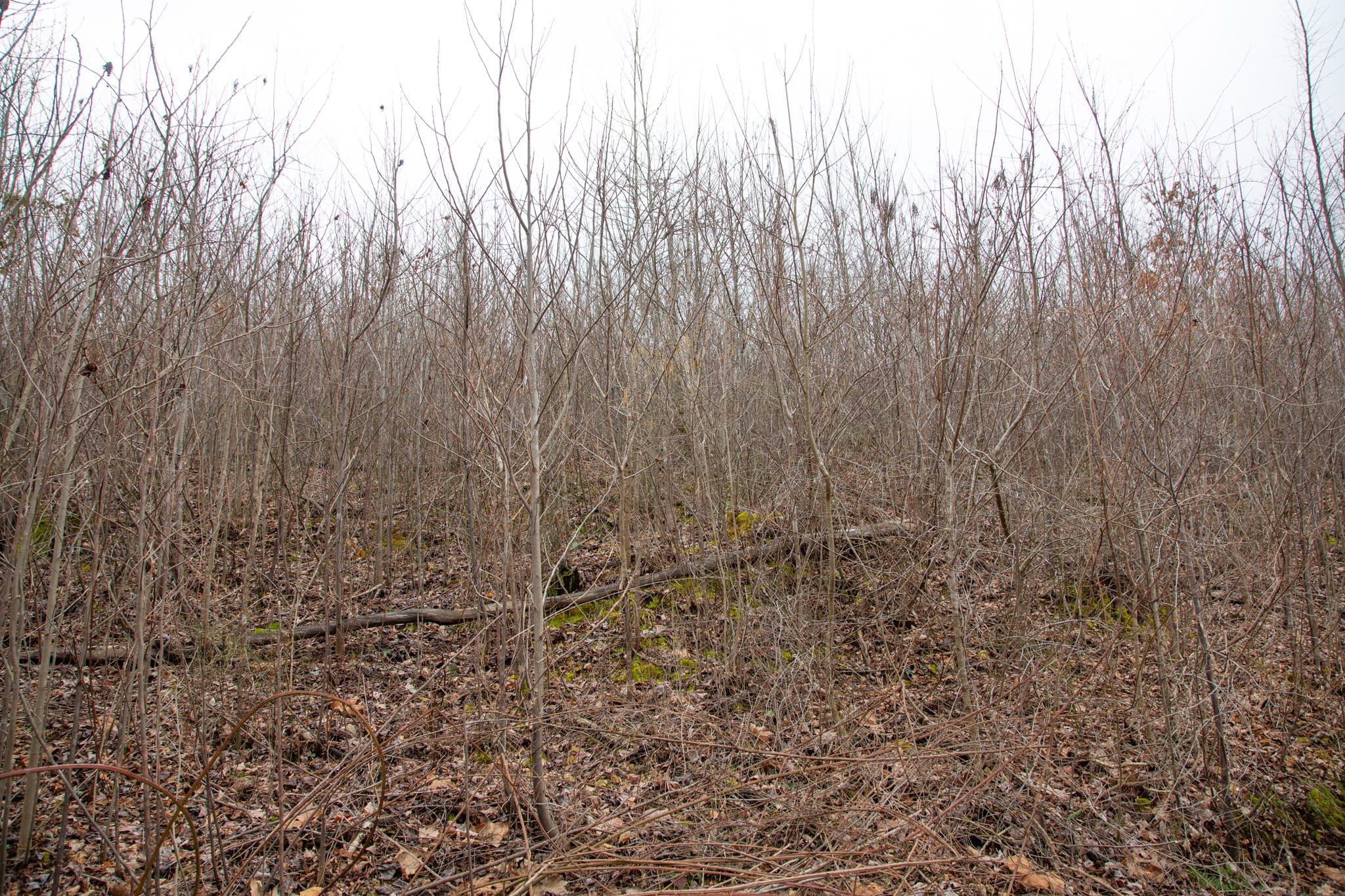 Southwind Ranch Tract 21 photo 5