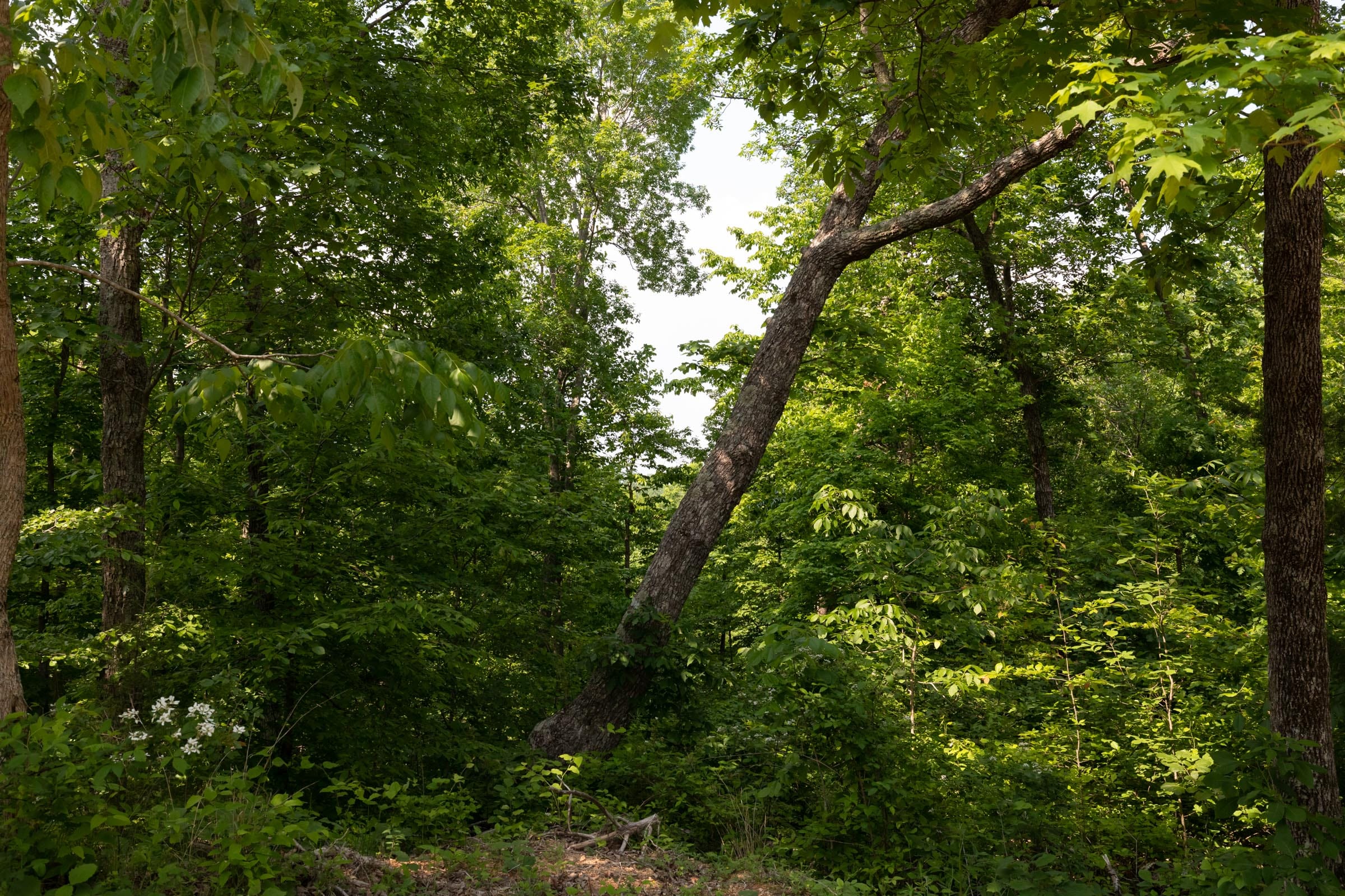 Cedar Creek Tract 63 photo 2